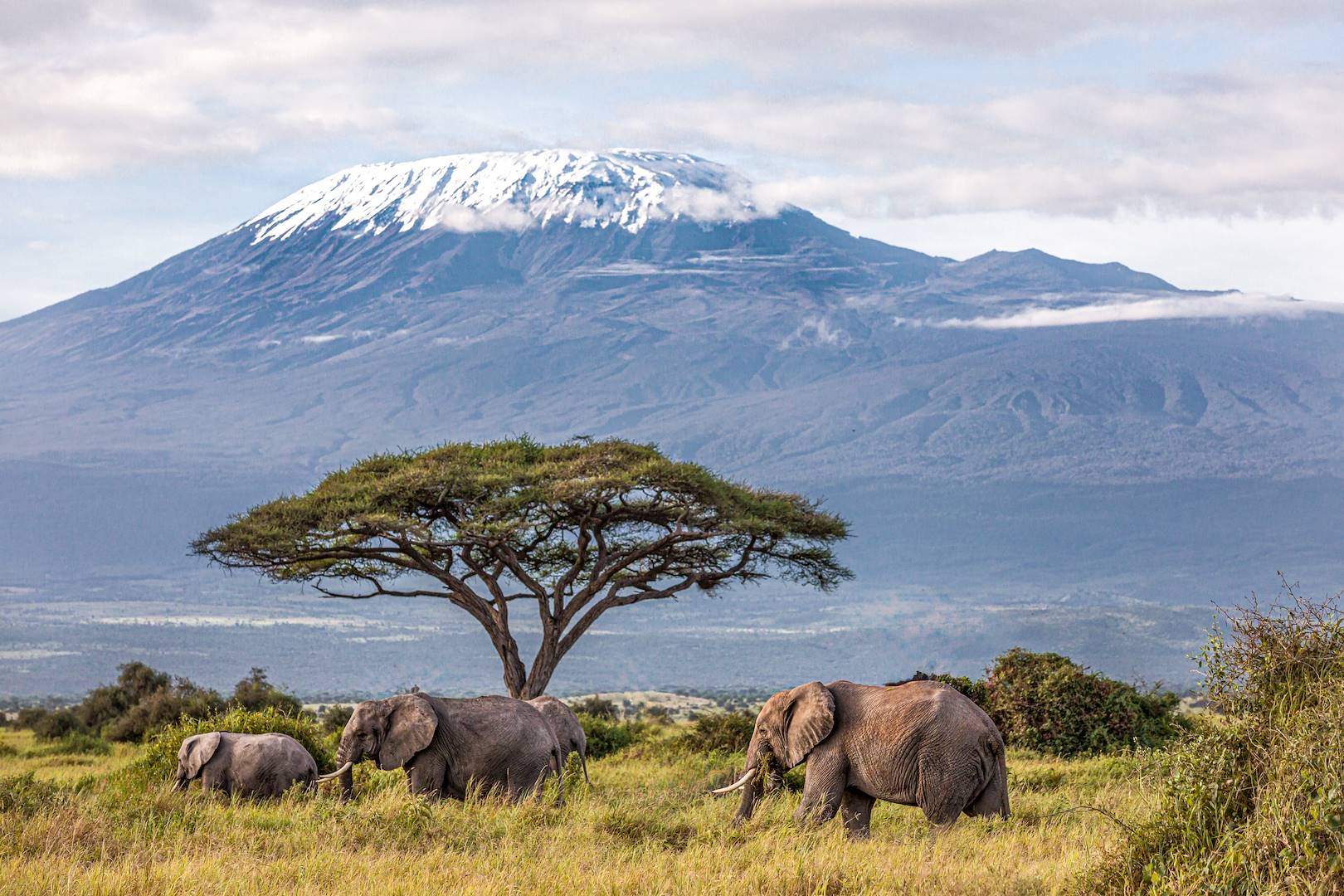 Eléphants face au majestueux Kilimanjaro - Parc national Amboseli - Kenya