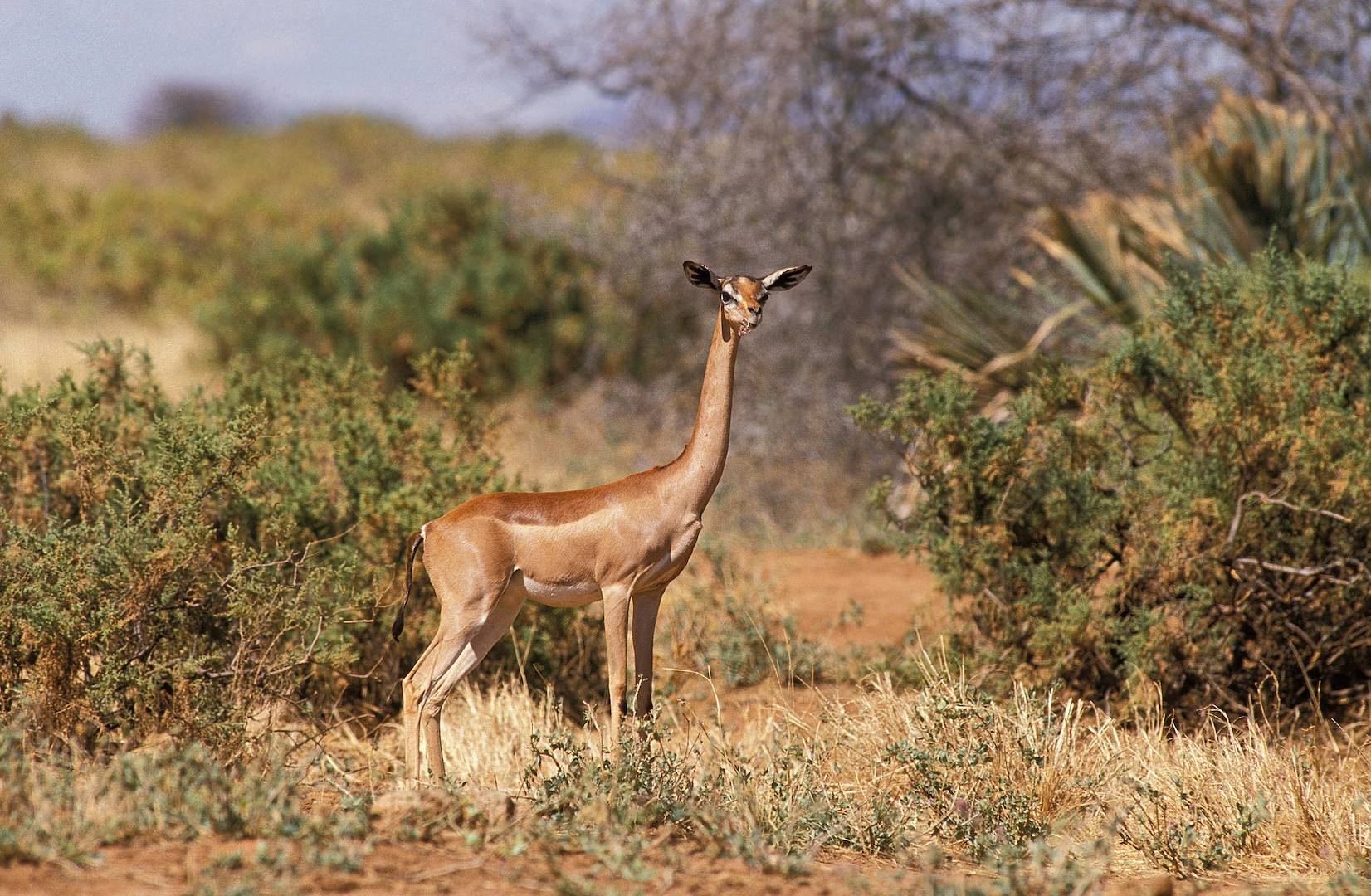 Gazelle Waller dans la réserve de Samburu - Kenya