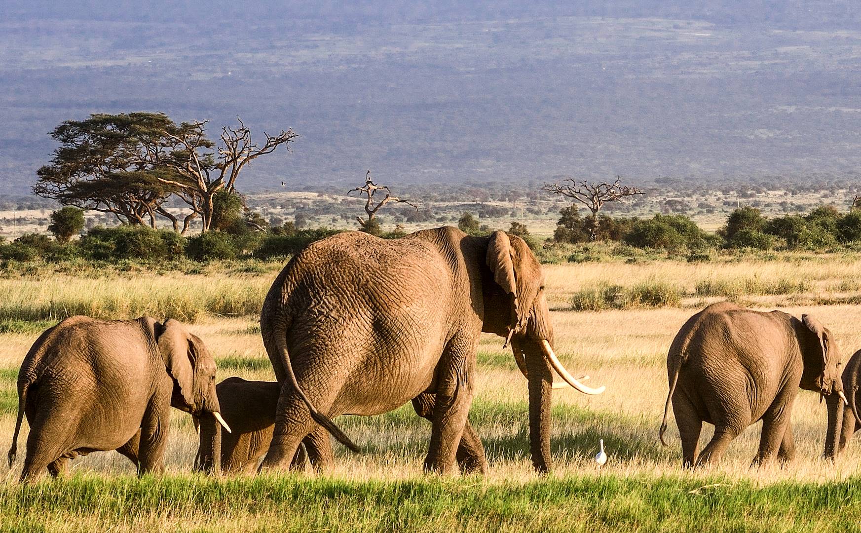 Safari Au Pied Du Kilimandjaro Et Séjour Mombasa - Kenya : 9 Jours Et 7 ...