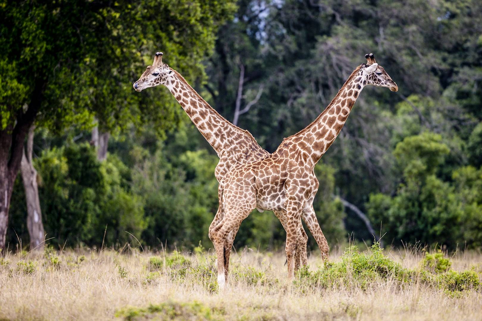 Girafes dans la réserve nationale du Masai-Mara - Réserve du Masai Mara - Kenya