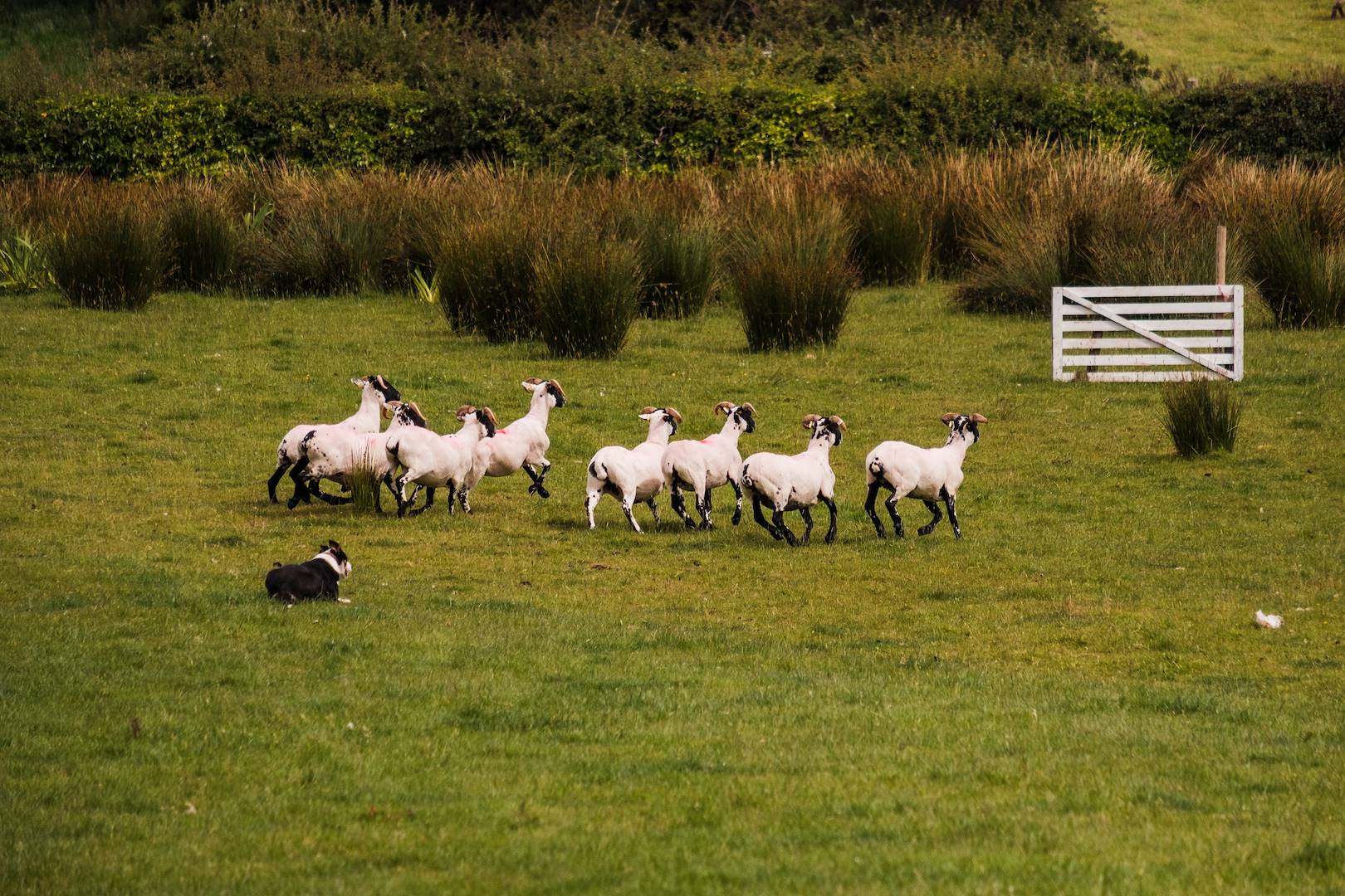 Le travail des chiens de berger à la ferme - Irlande
