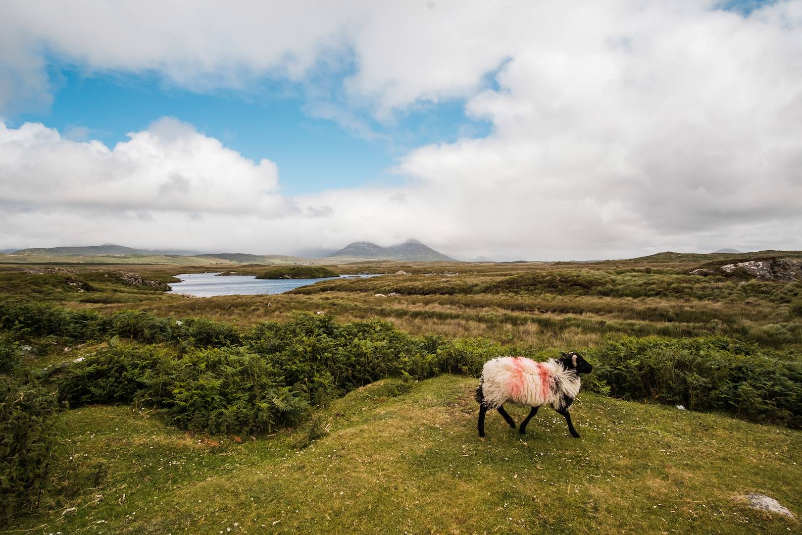 Tourbières des Roundstone Bog - Région du Connemara - Irlande