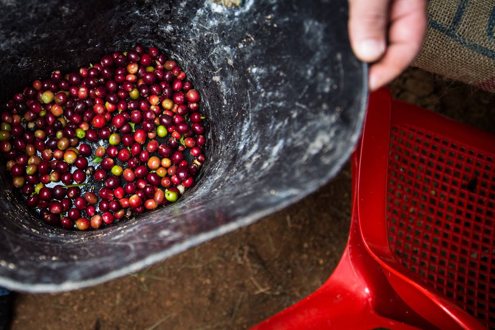 Grains de café - Colombie