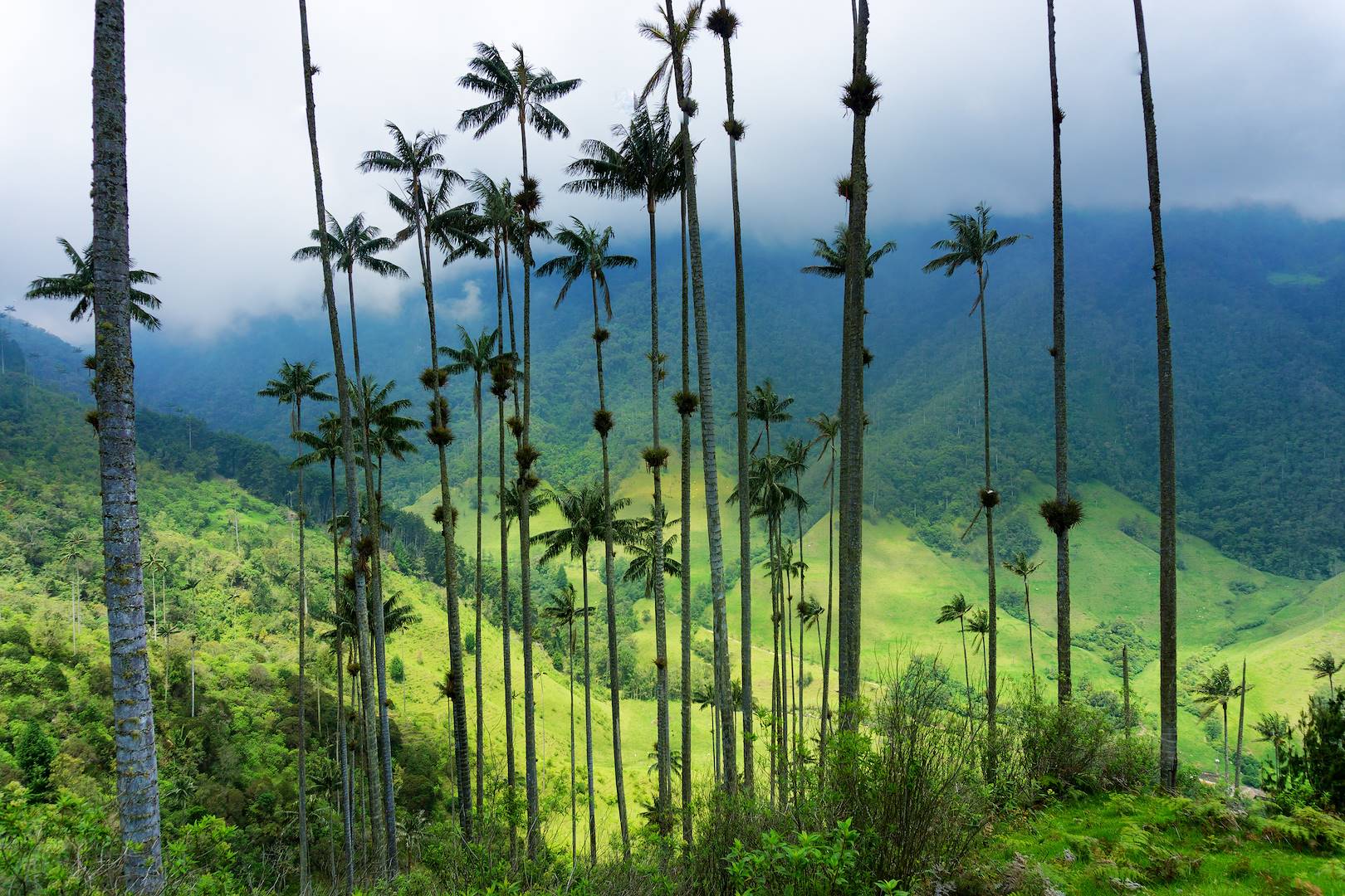 Vallée de Cocora - Quindio - Colombie