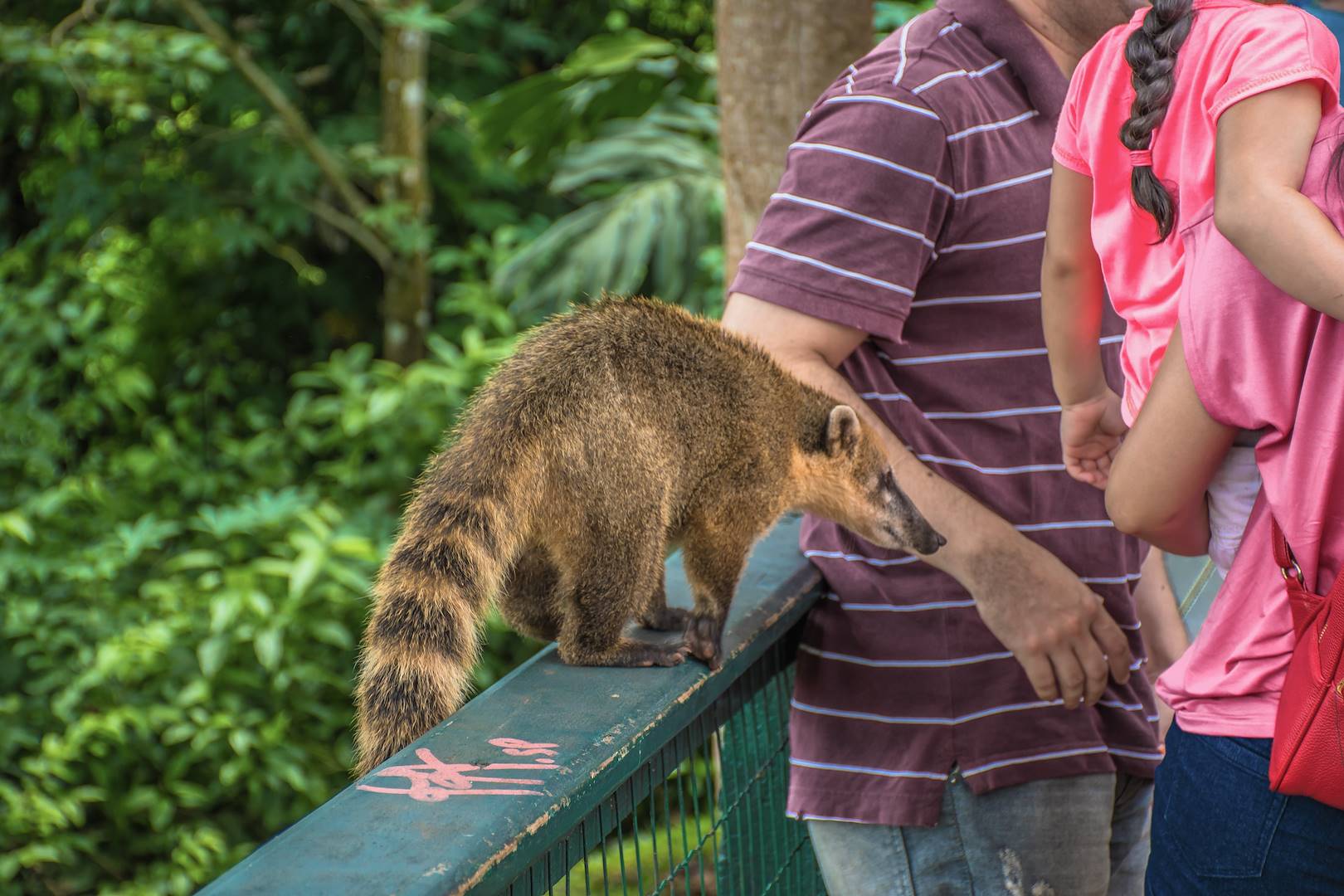 Coati au Brésil