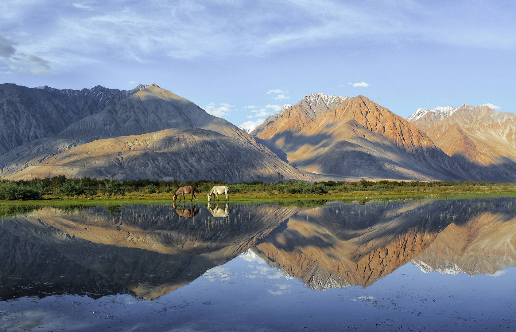 Chevaux sur les berges du lac Pangong Tso - Ladakh - Inde