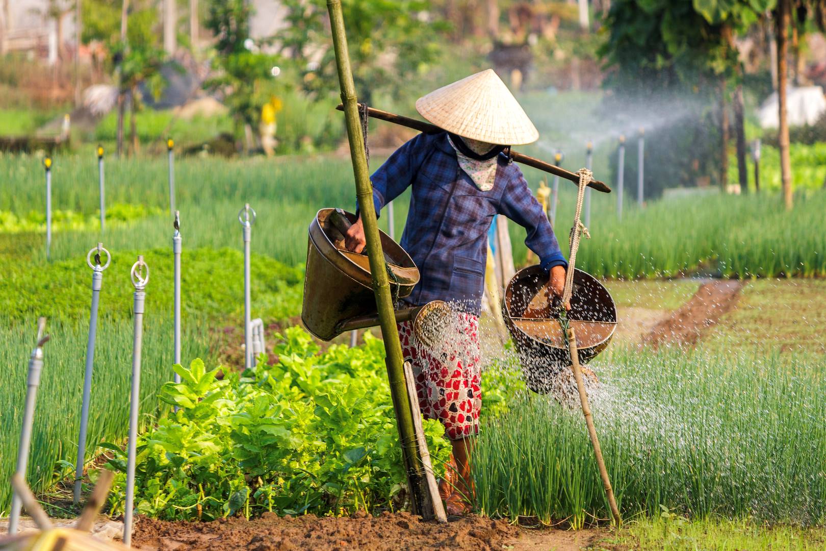 Paysan dans les environs de Hoi An - Vietnam