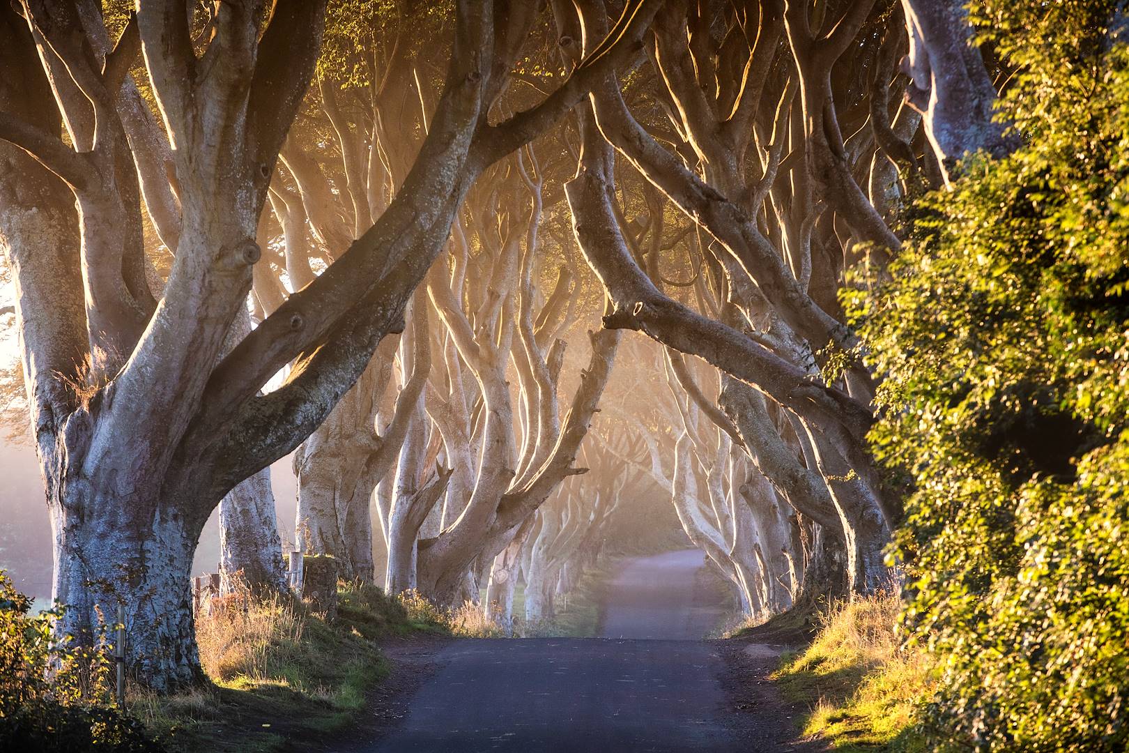 The Dark Hedges - Comté d'Antrim - Irlande du Nord