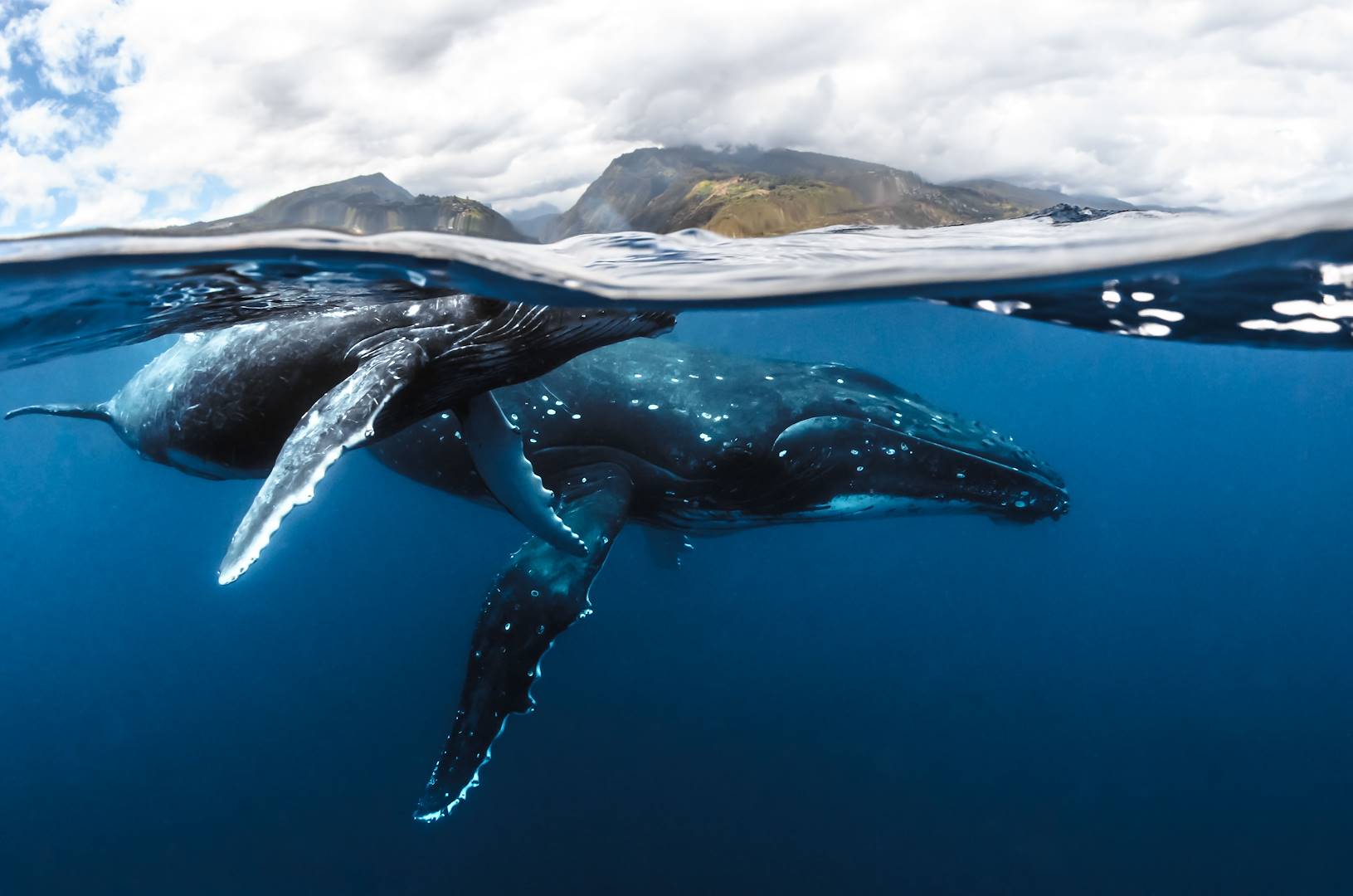Baleines au large de Tahiti - Polynésie Française