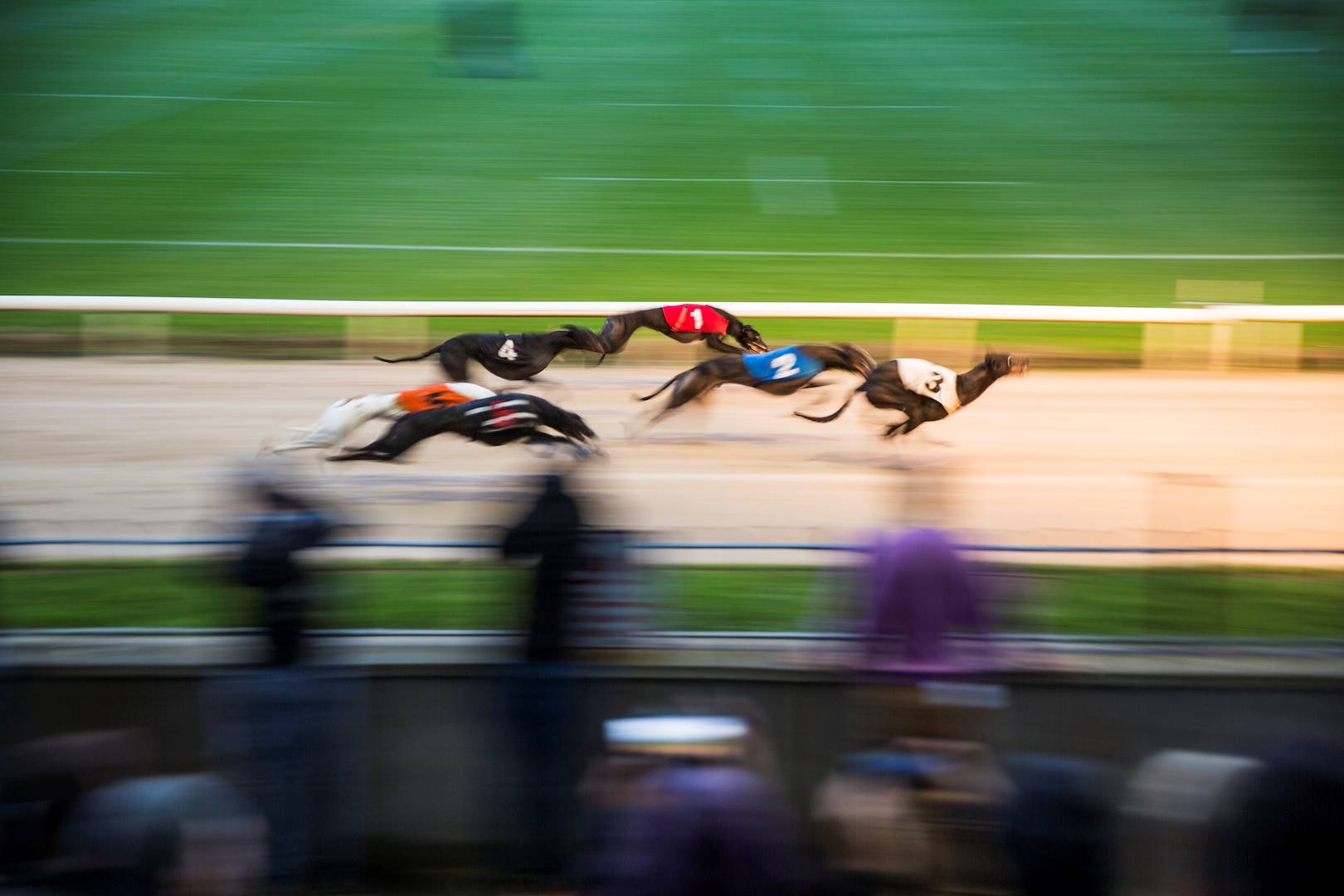 Course de lévriers en Irlande