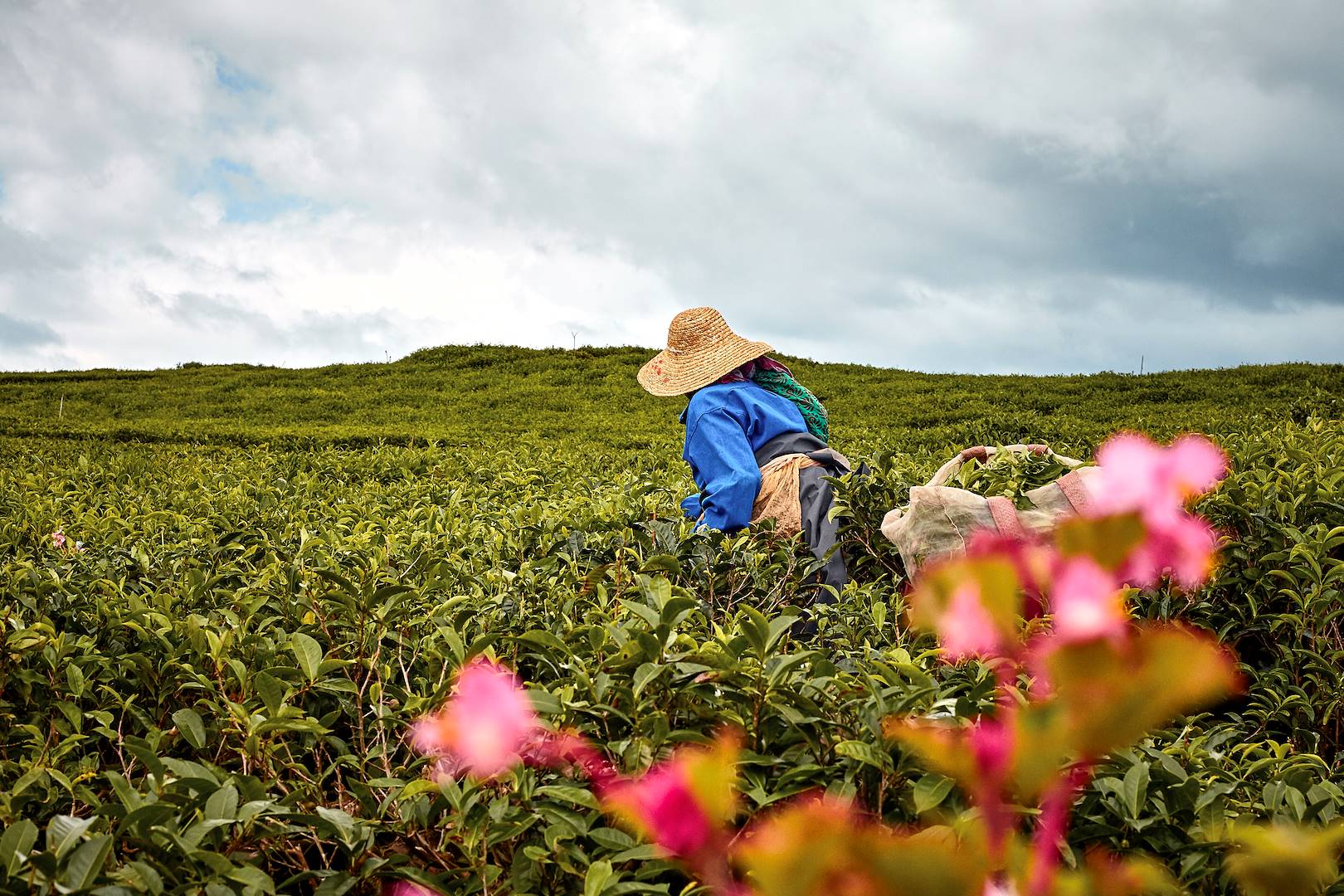 Plantations de thé dans le domaine de Bois Chéri - Île Maurice