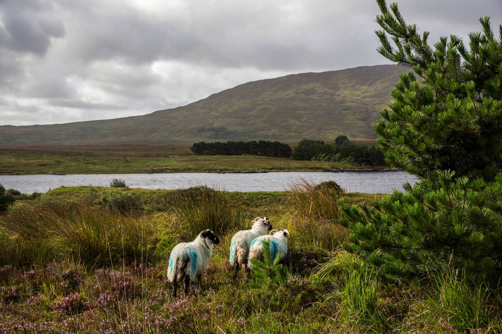 Paysage du Connemara - Maam Cross - Comté de Galway - Connemara - Irlande
