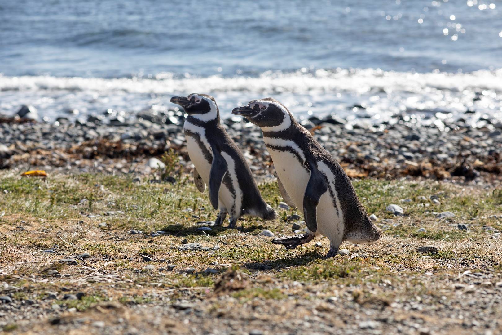 Rencontre avec les manchots sur l'Île de Magdalena - Punta Arenas - Magallanes - Chili
