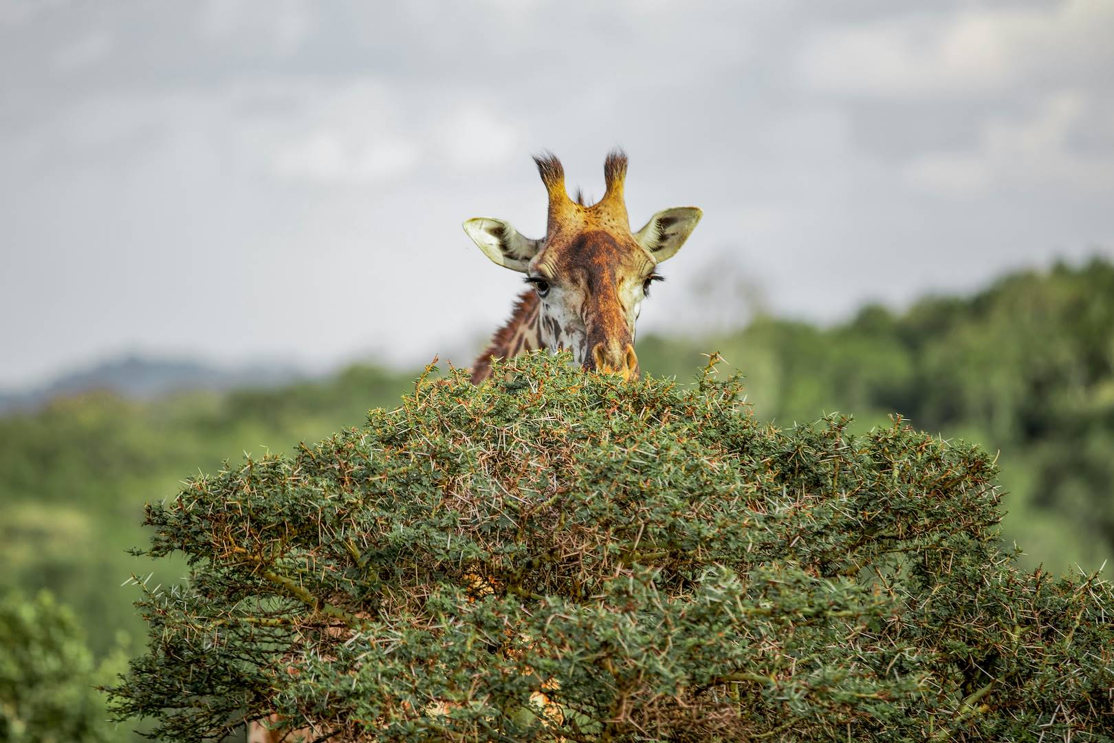 Rencontre avec les girafes - Tanzanie
