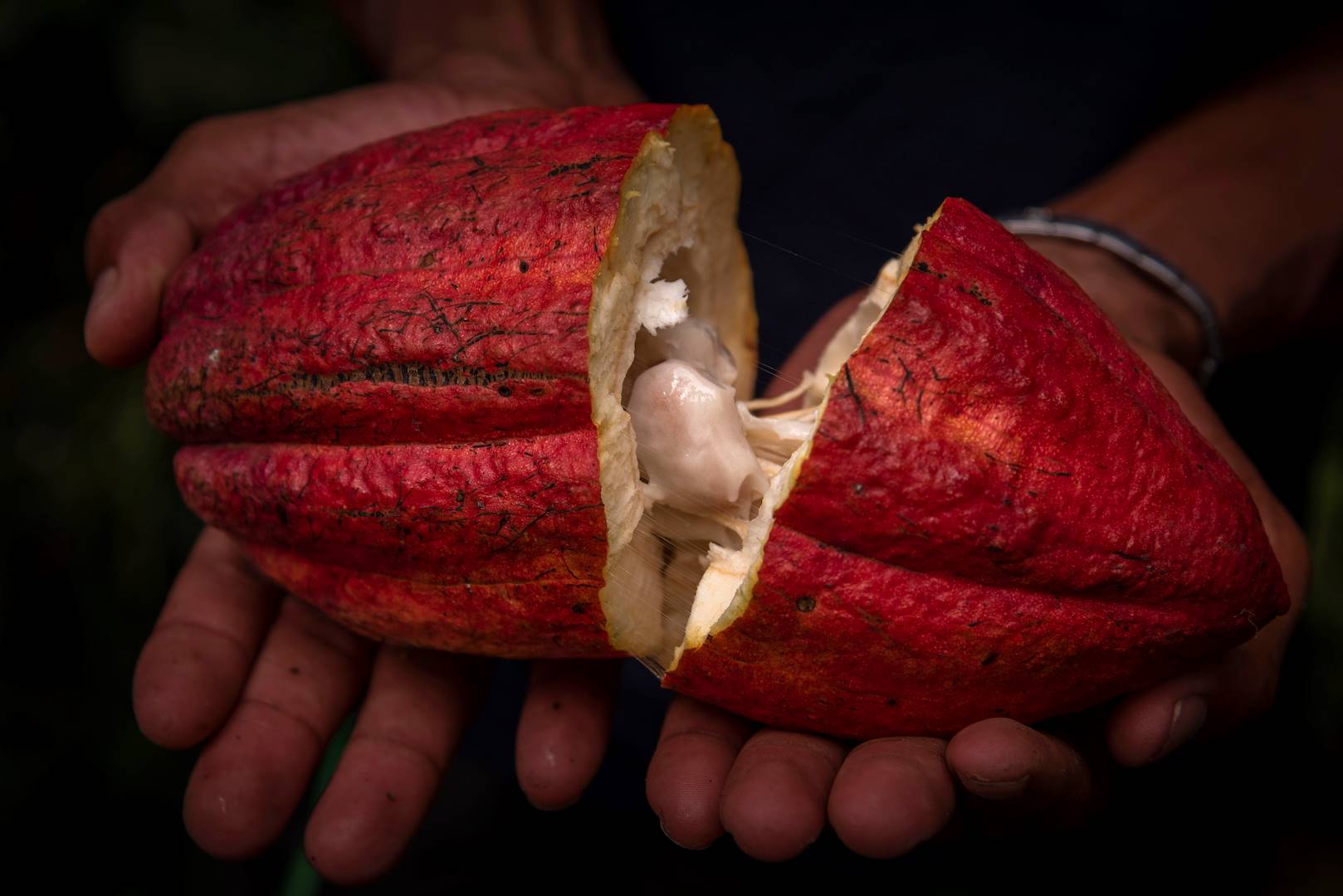 Cacao - Sao Tomé et Principe