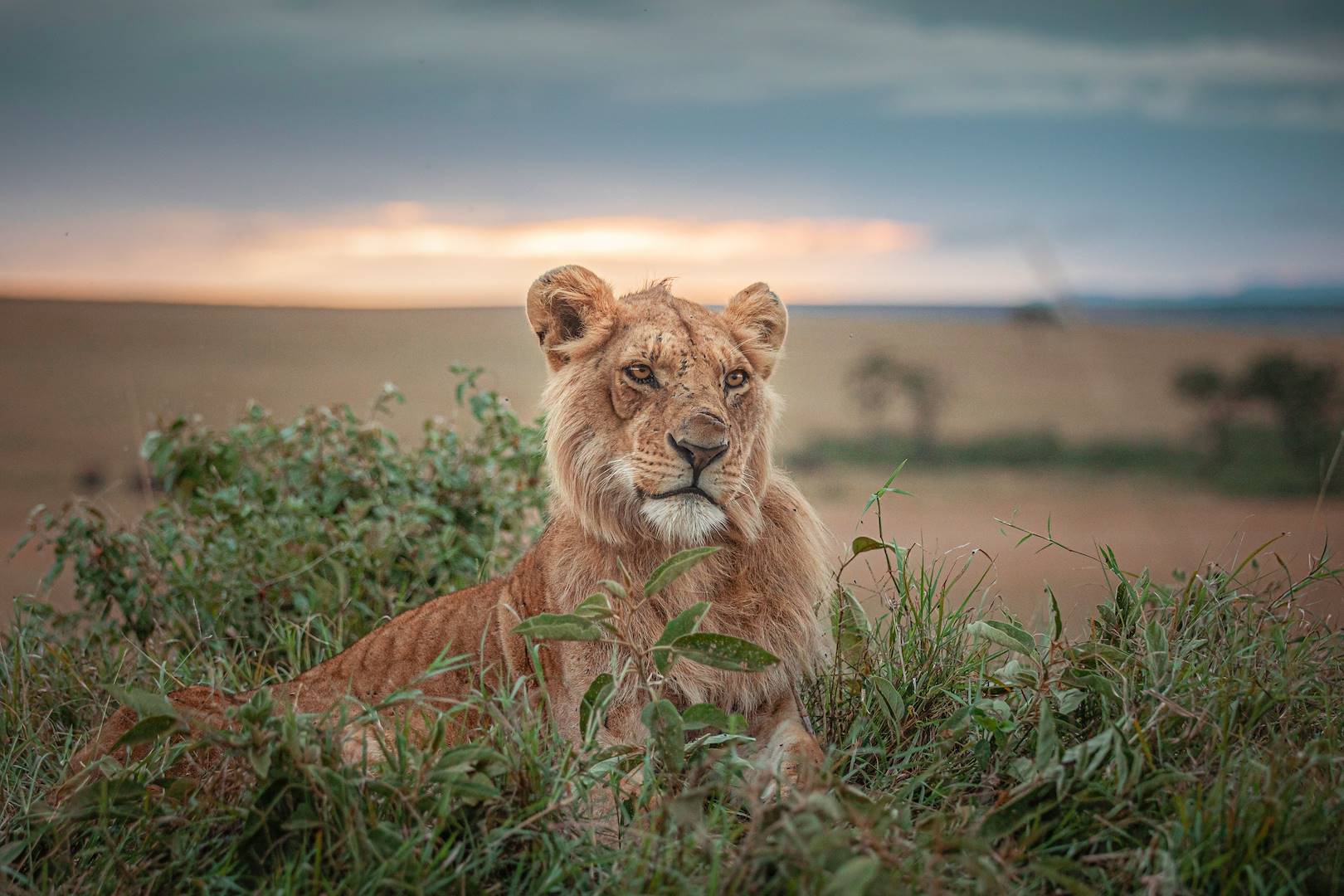 Lionne sur le Plateau de Waterberg - Otjiwarongo - Namibie