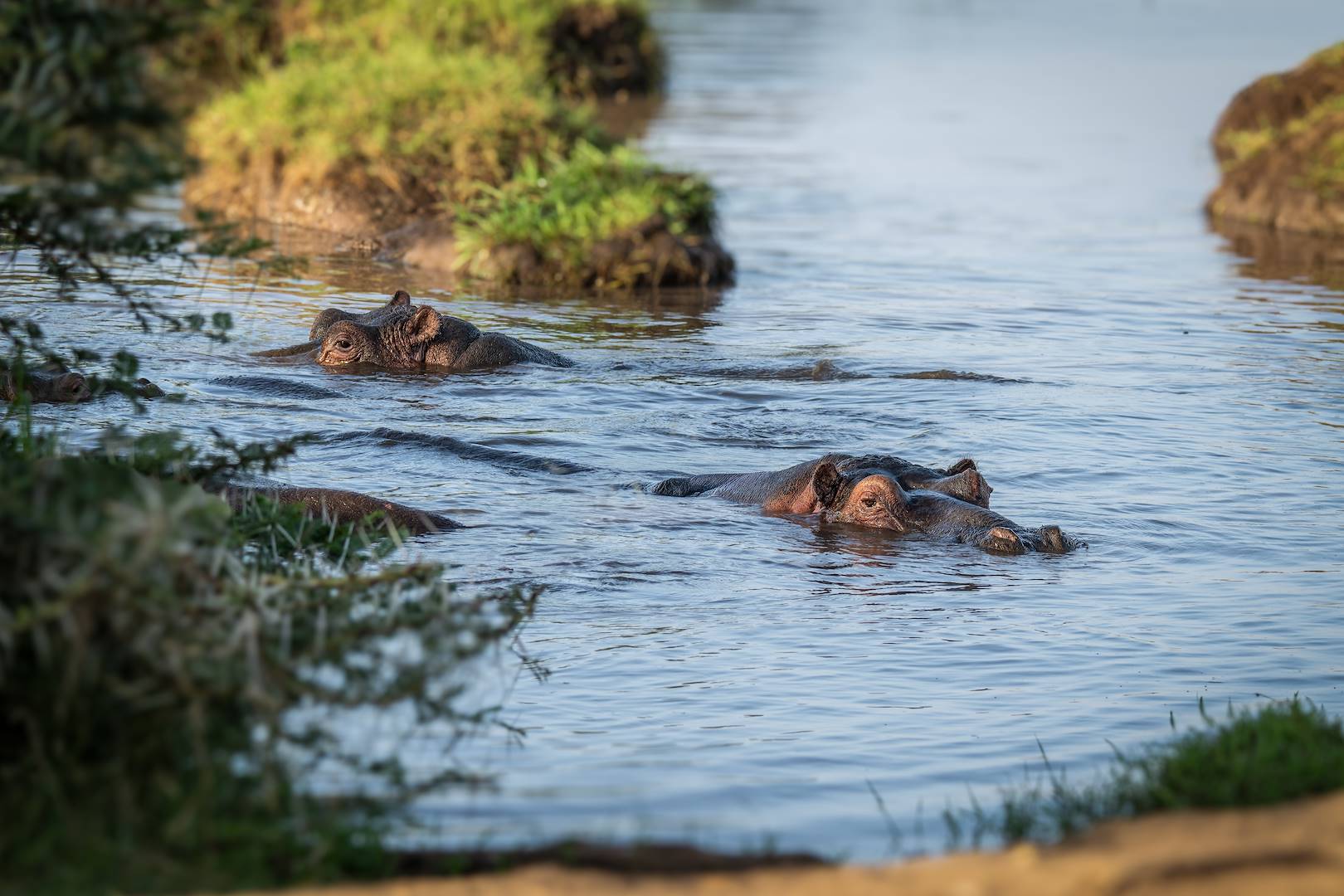Hippopotames - Namibie