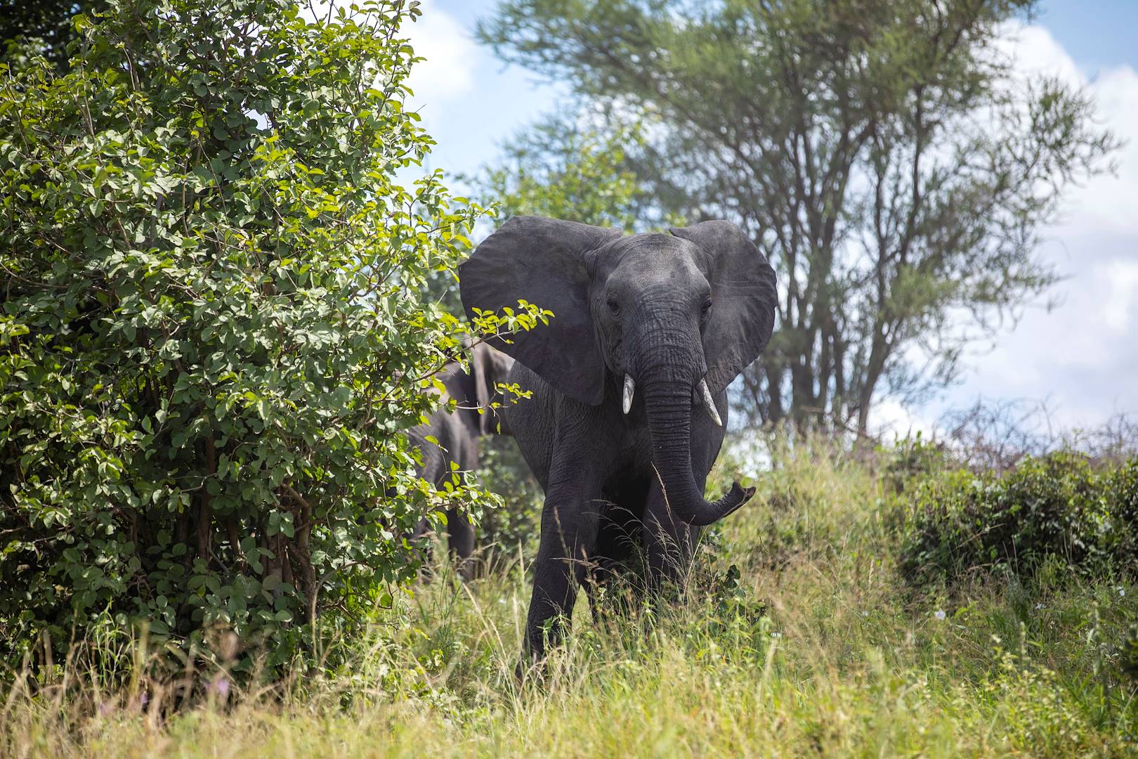 Jeune éléphant dans le parc national Nkasa Rupara - Namibie