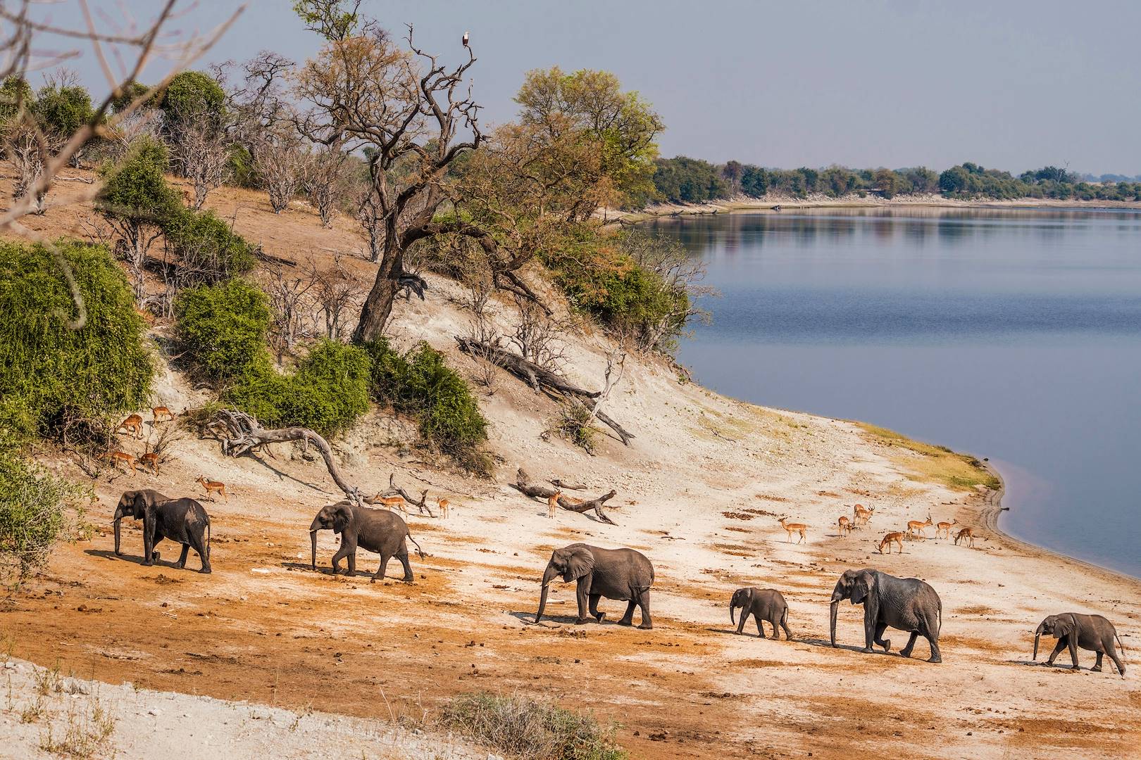 Eléphants sur les berges du Zambèze - Namibie