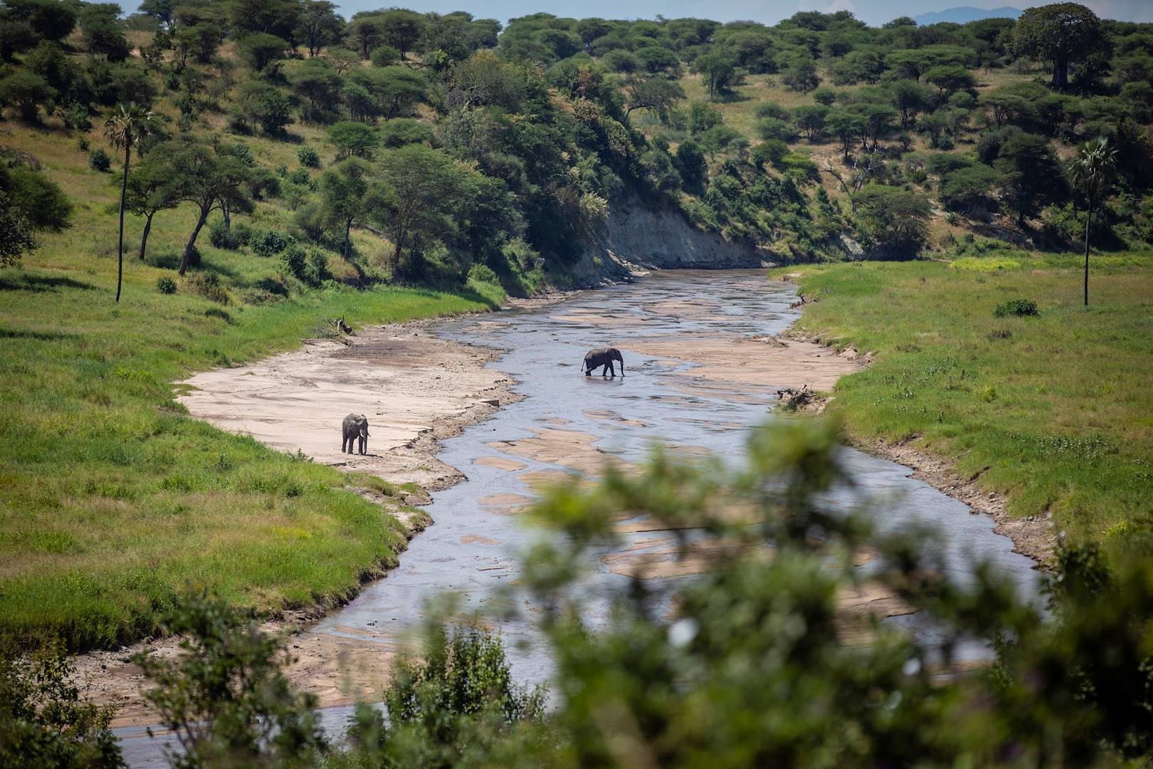 Eléphants dans le parc de Chobe - Botswana