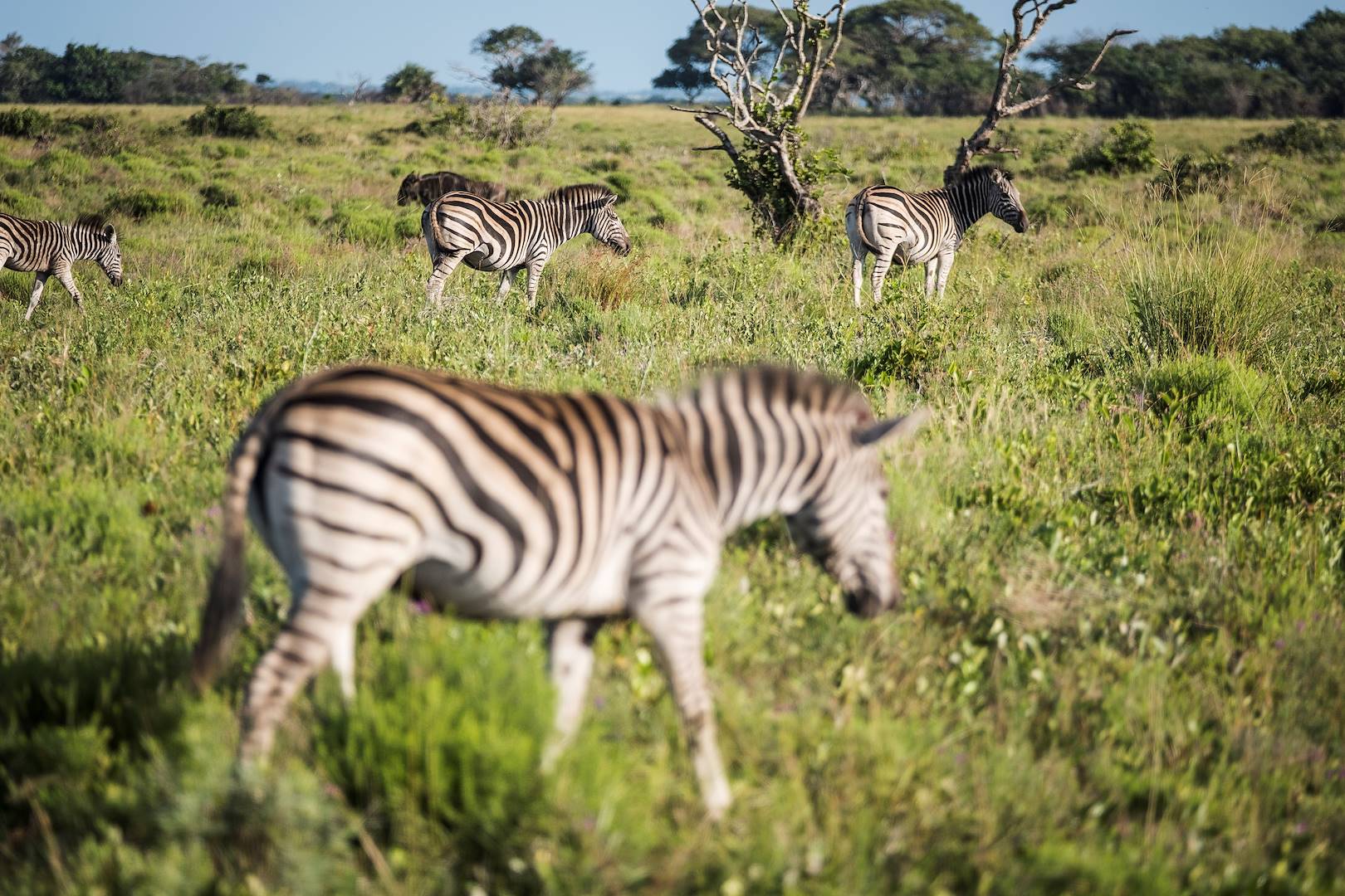 Troupeau de zèbres dans le parc de Moremi - Botswana