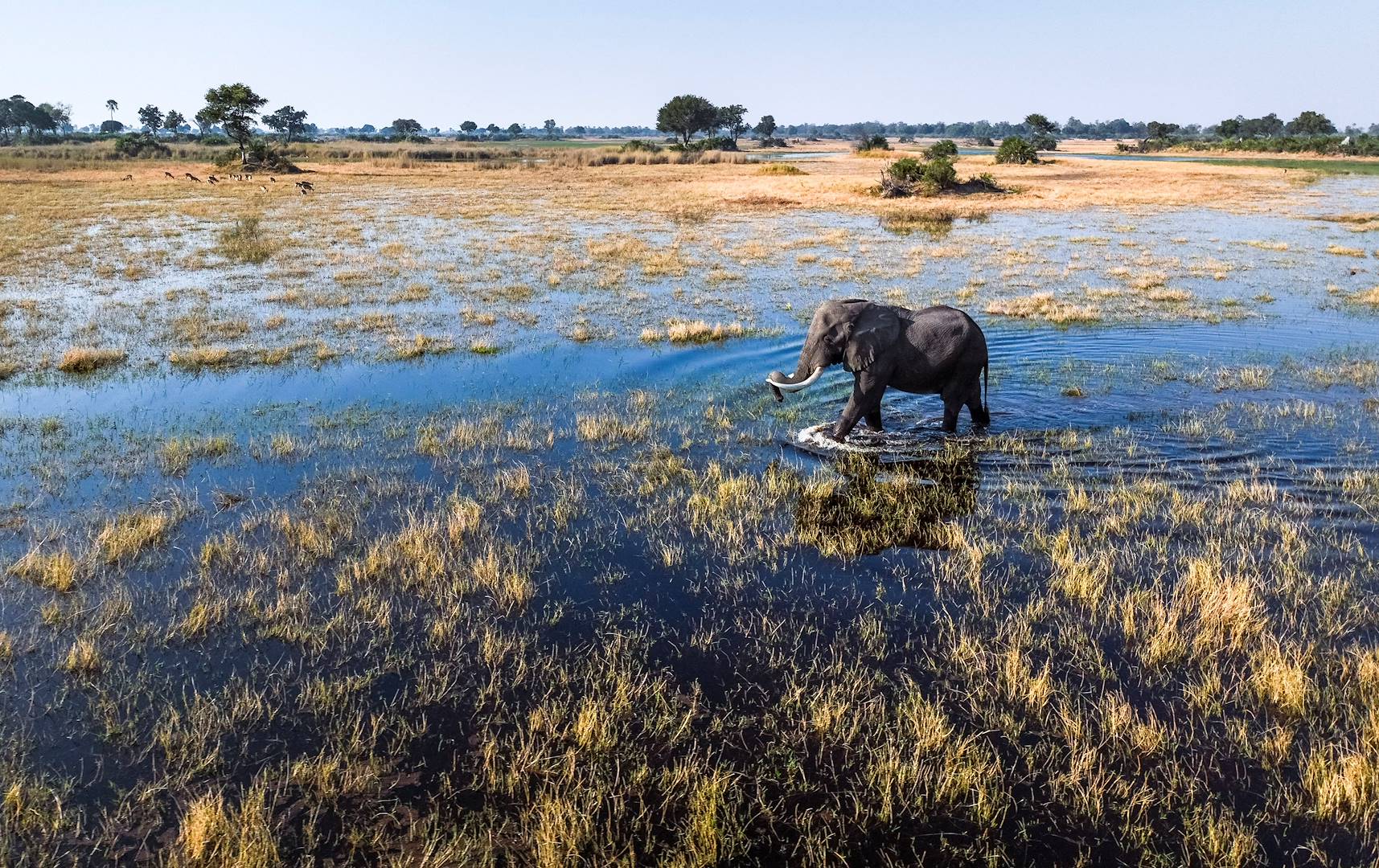 Éléphant marchant dans le delta de l'Okavango - Botswana