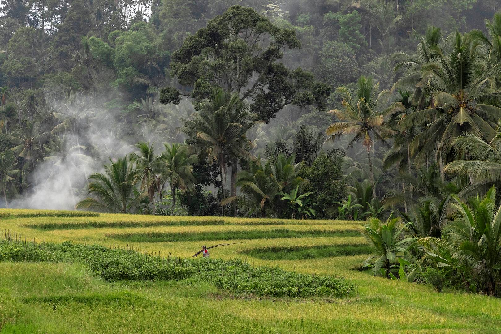 Rizières de Banyuwangi - île de Java - Indonésie