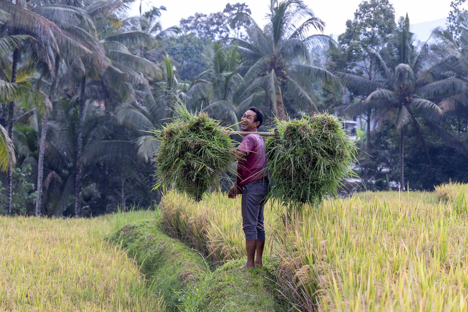 Rencontre dans les rizières de Belimbing - Île de Java - Indonésie