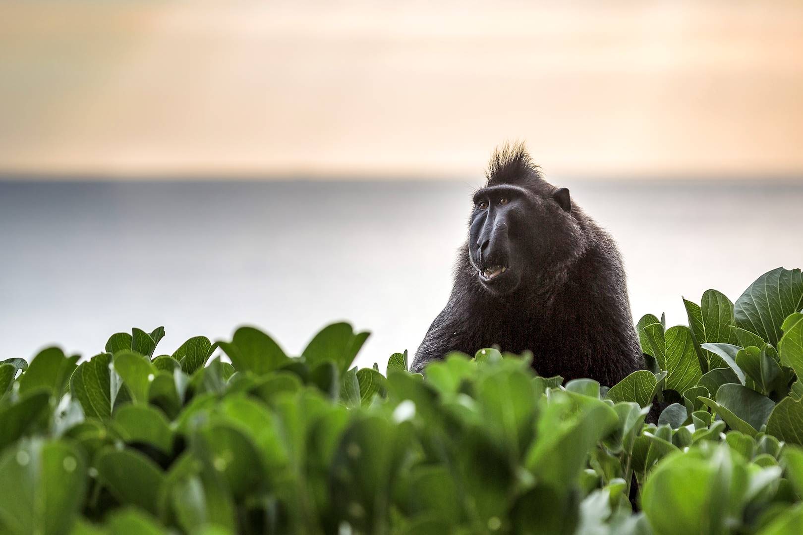 Singe dans le parc national de Tangkoko - Sulawesi - Indonésie
