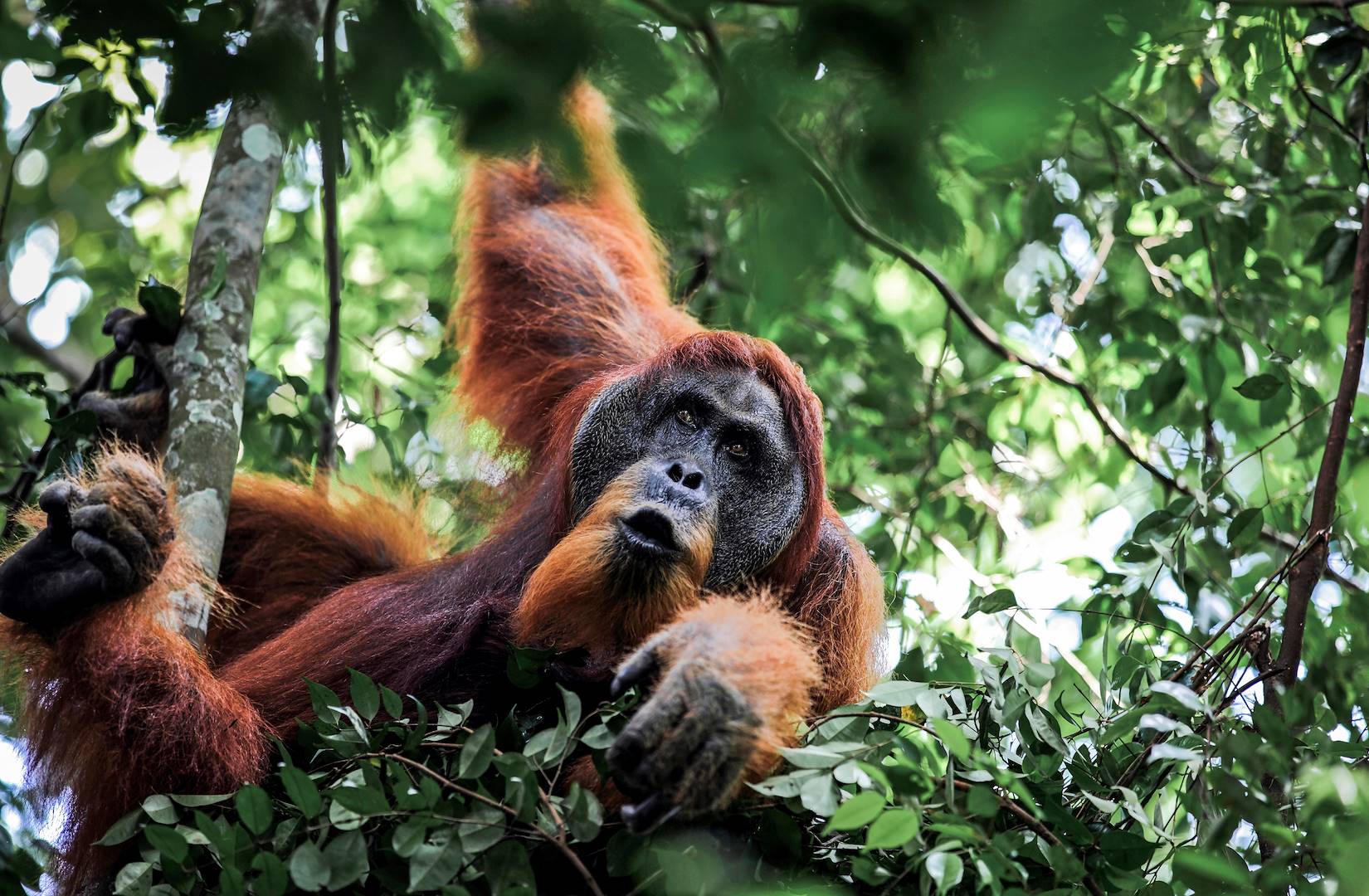 Orang- outan dan le parc national Gunung Leuser - Sumatra - Indonésie