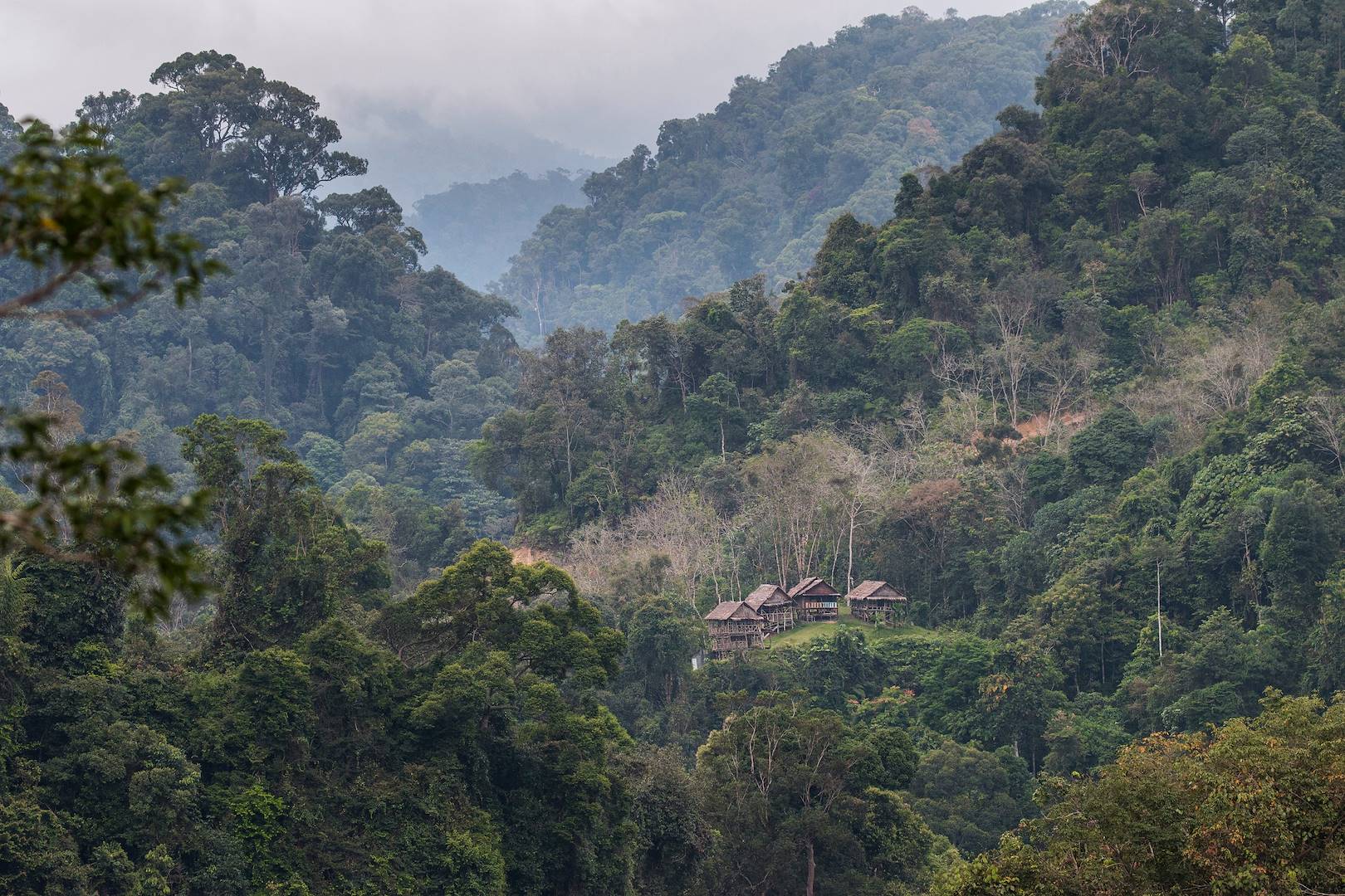 Parc national Gunung Leuser - Sumatra - Indonésie