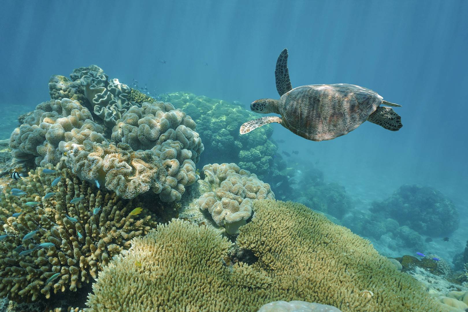 Snorkeling à Sumatra - Indonésie