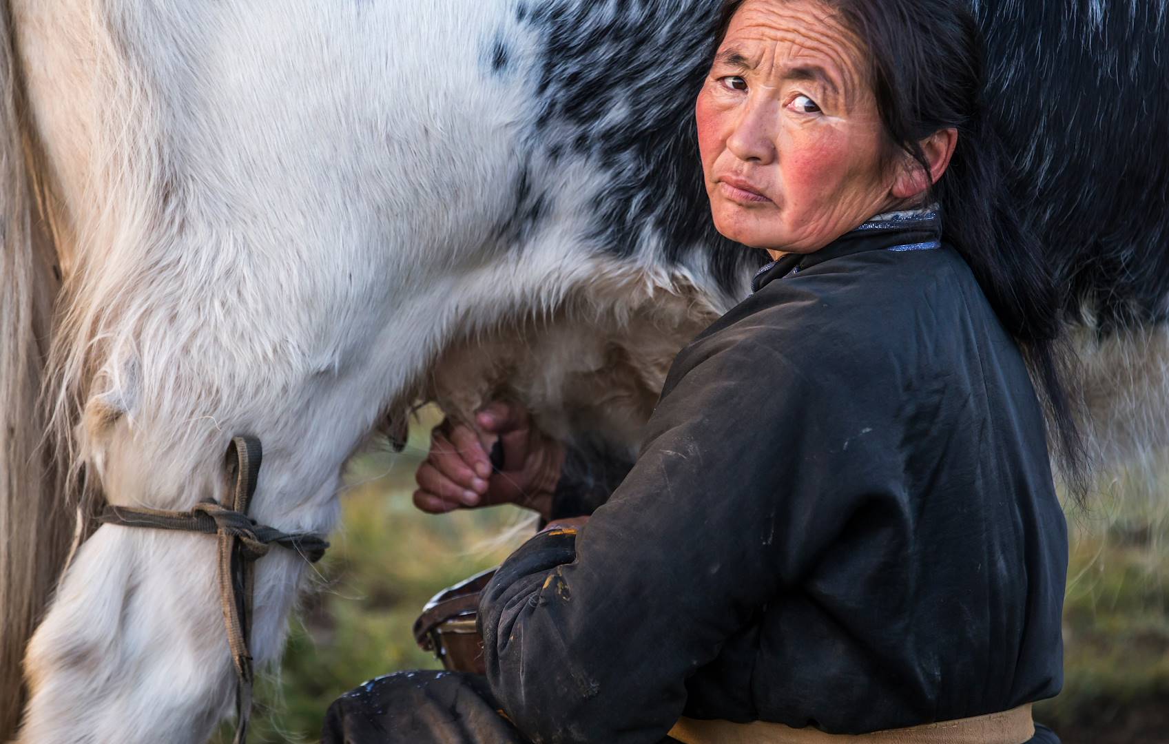 Portrait d'une éleveuse nomade pendant la traite des yacks - Mongolie