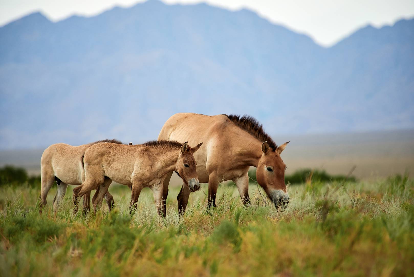 Chevaux de Przewalski dans les vallées mongoles - Mongolie