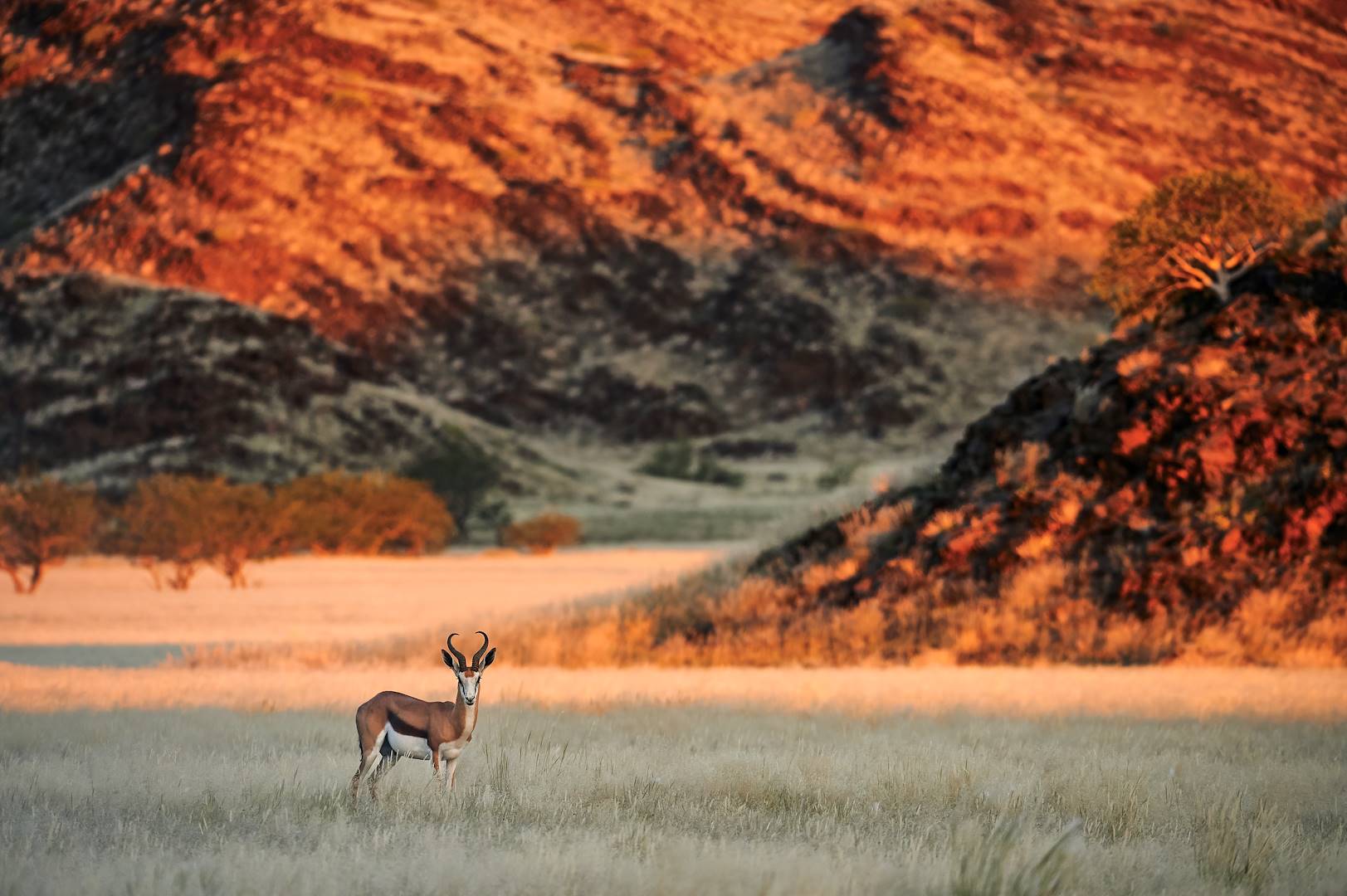 Springbok dans le désert de Kalahari - Namibie