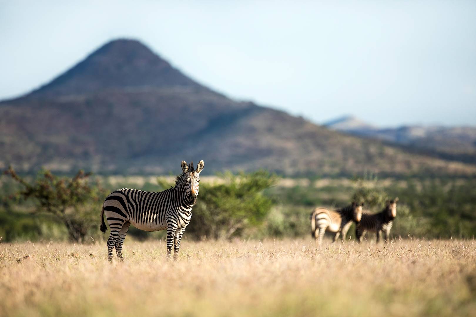Rencontre avec les zèbres - Palmwag - Namibie