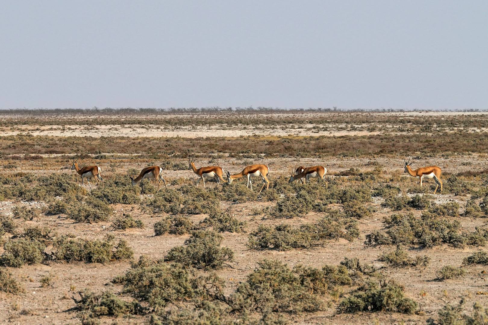 Observation des springboks dans le parc national d'Etosha - Namibie