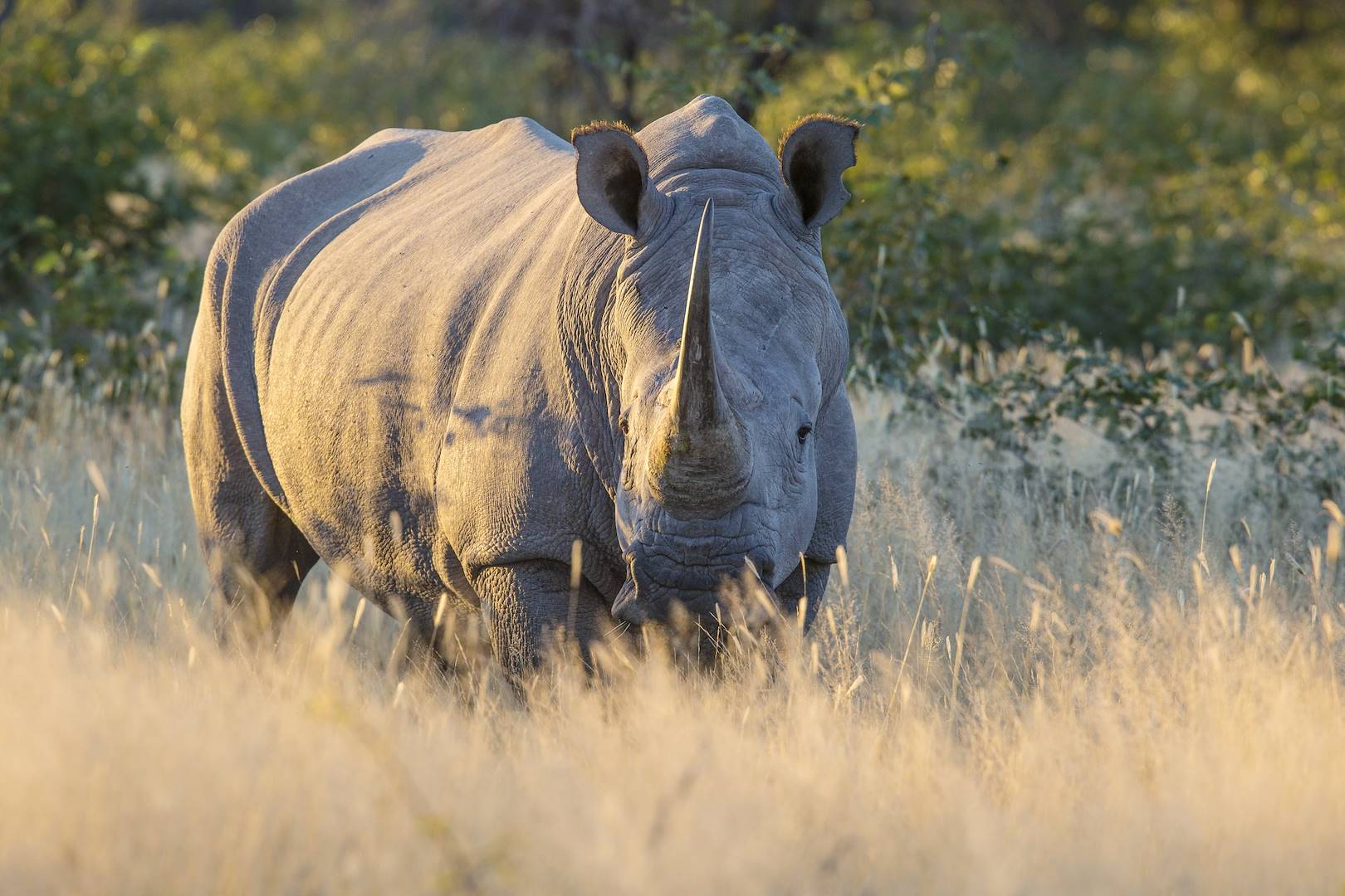 Rhinocéros blanc dans le Parc National d'Etosha - Namibie