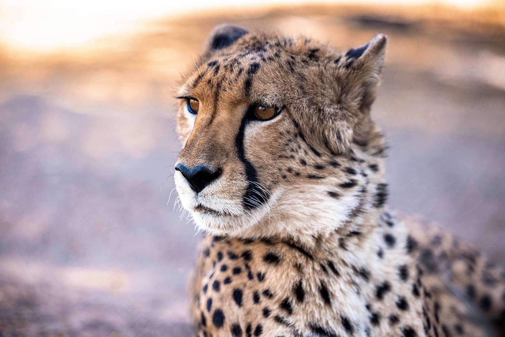 Guépard - Namibie