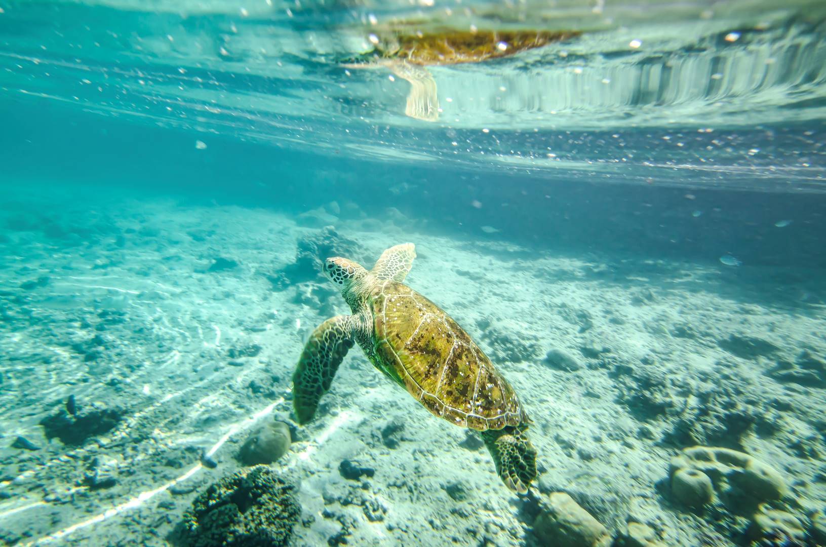 Rencontre avec les tortues marines des Seychelles