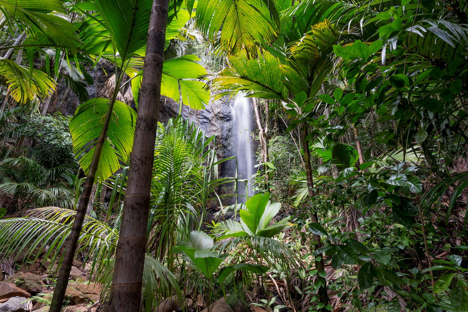 Vallée de Mai - Praslin Island - Seychelles