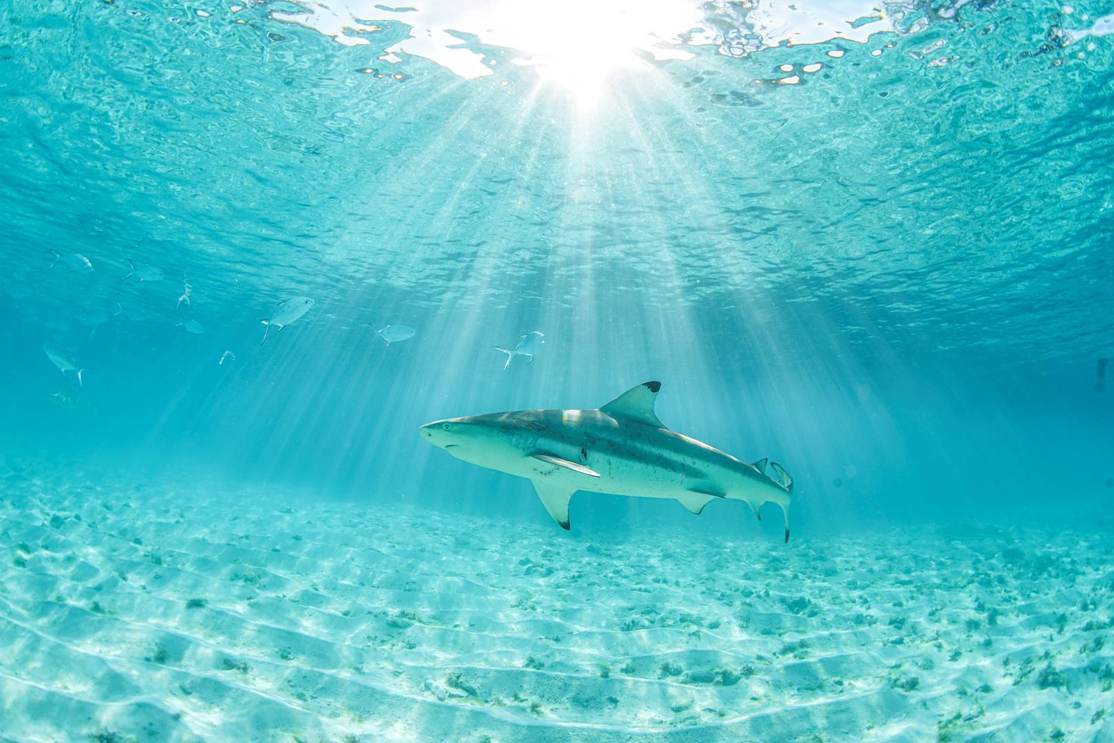 Rencontre avec les requins à pointe noire - Seychelles