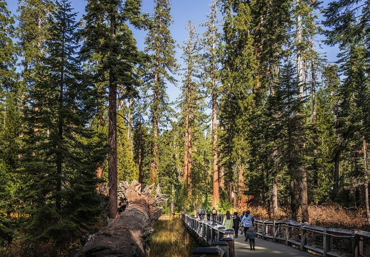 Mariposa Grove - Parc national de Yosemite - Californie - Etats-Unis
