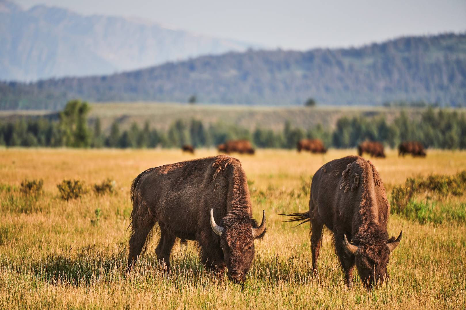 Grand Teton National Park - Wyoming - Etats-Unis