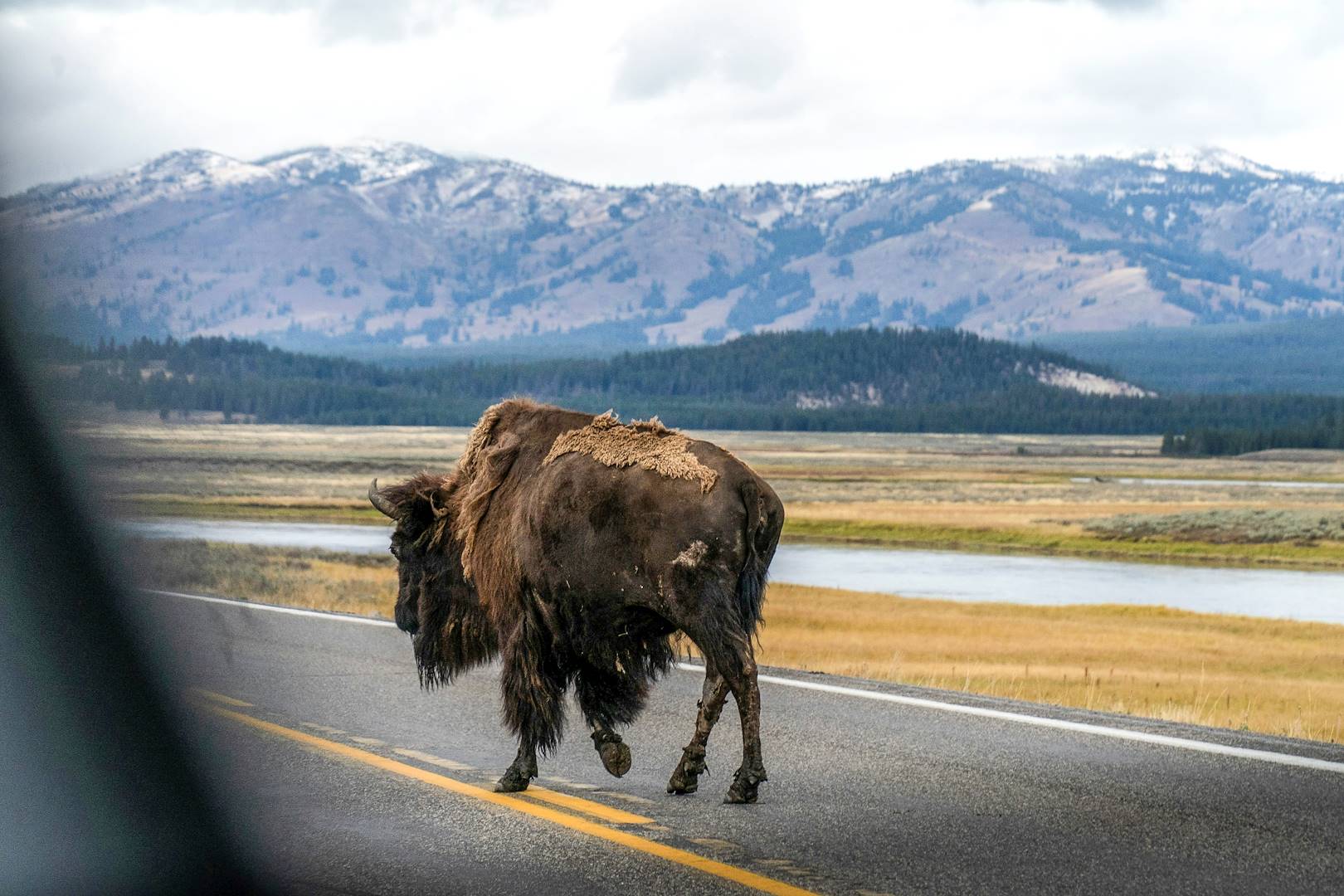 Bison sur une route à Antelope Island - Utah - Etats-Unis