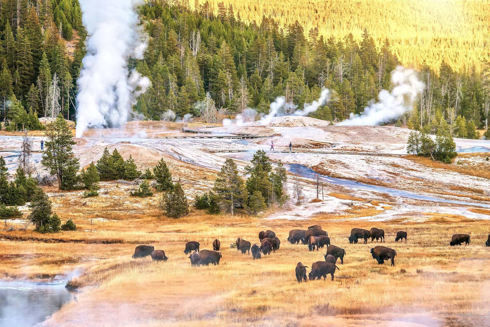 Parc National de Yellowstone - Wyoming - Etats-Unis