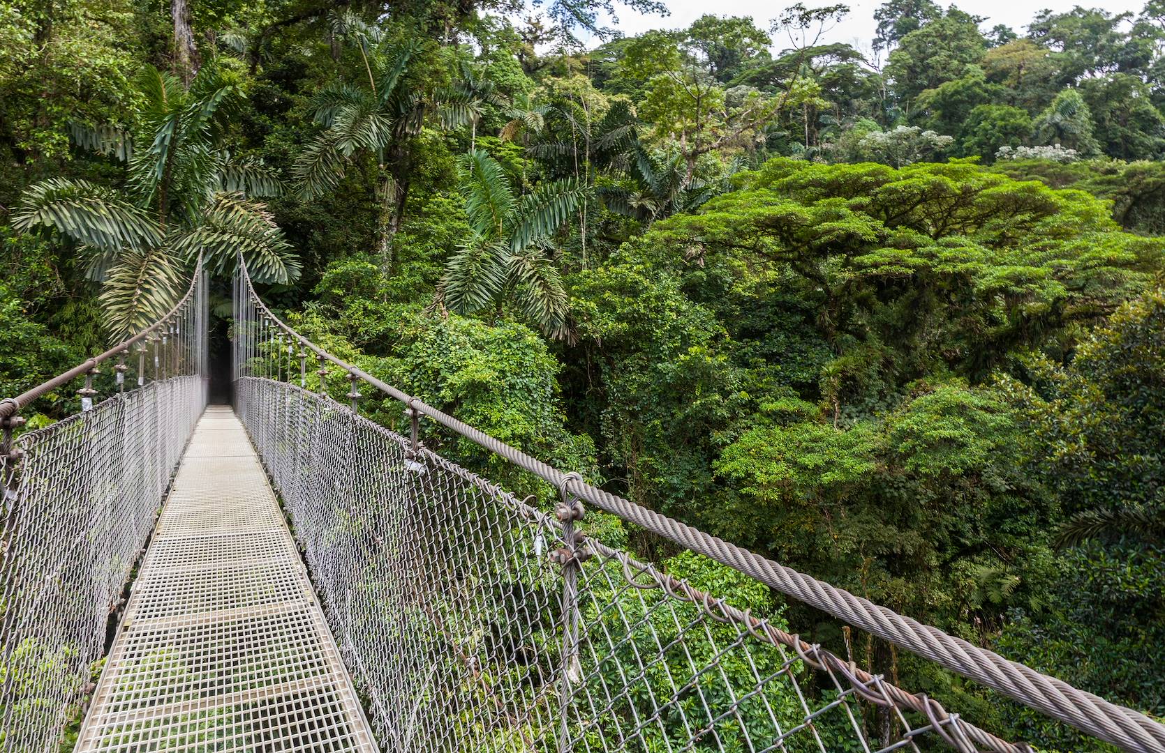 Pont suspendu au dessus de la canopée - Arenal - Costa Rica