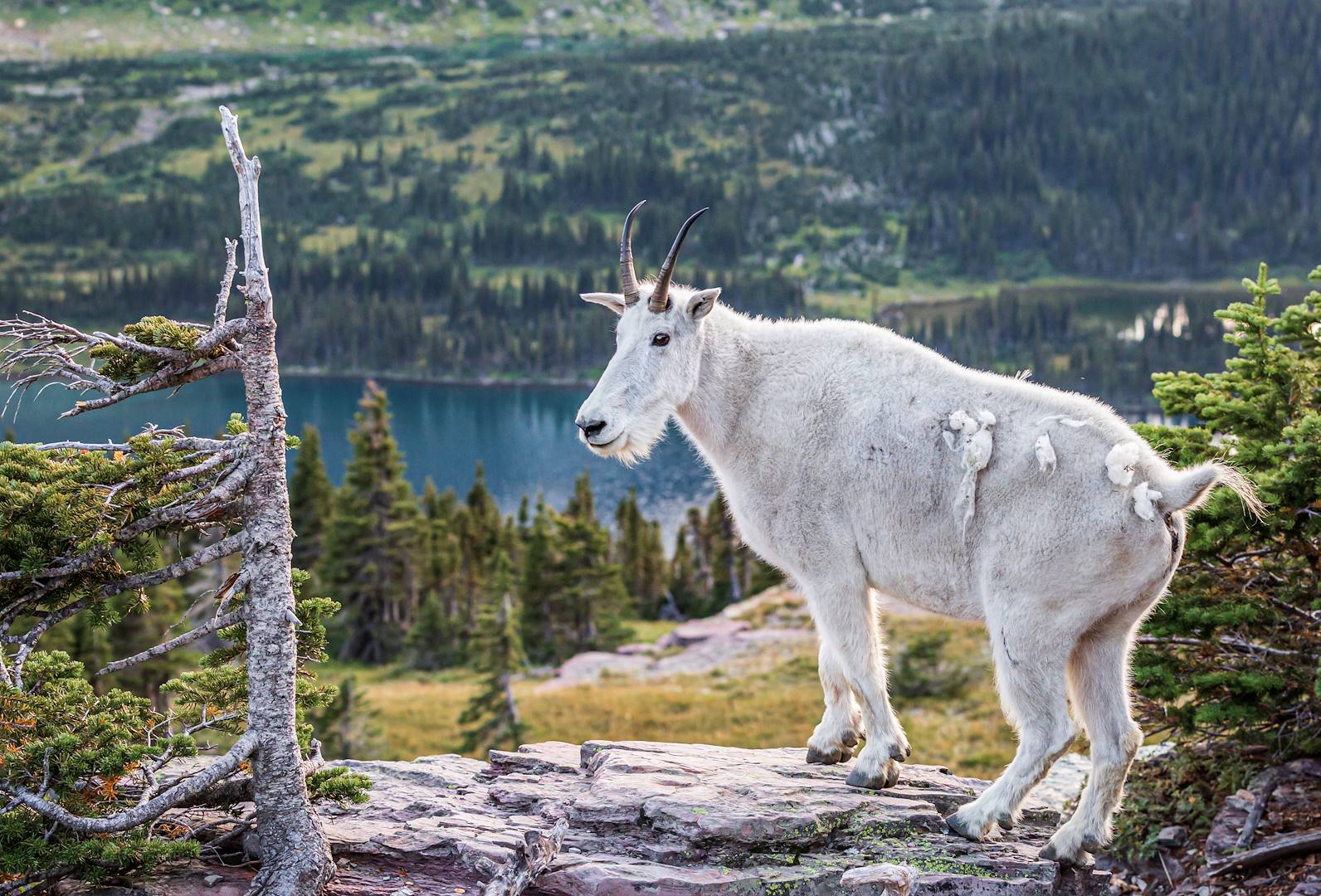 Chèvre des montagnes dans le parc national Glacier - Montana - Etats Unis