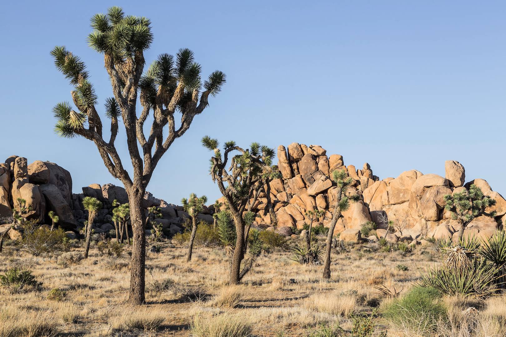 Parc National de Joshua Tree - Californie - Etats-Unis