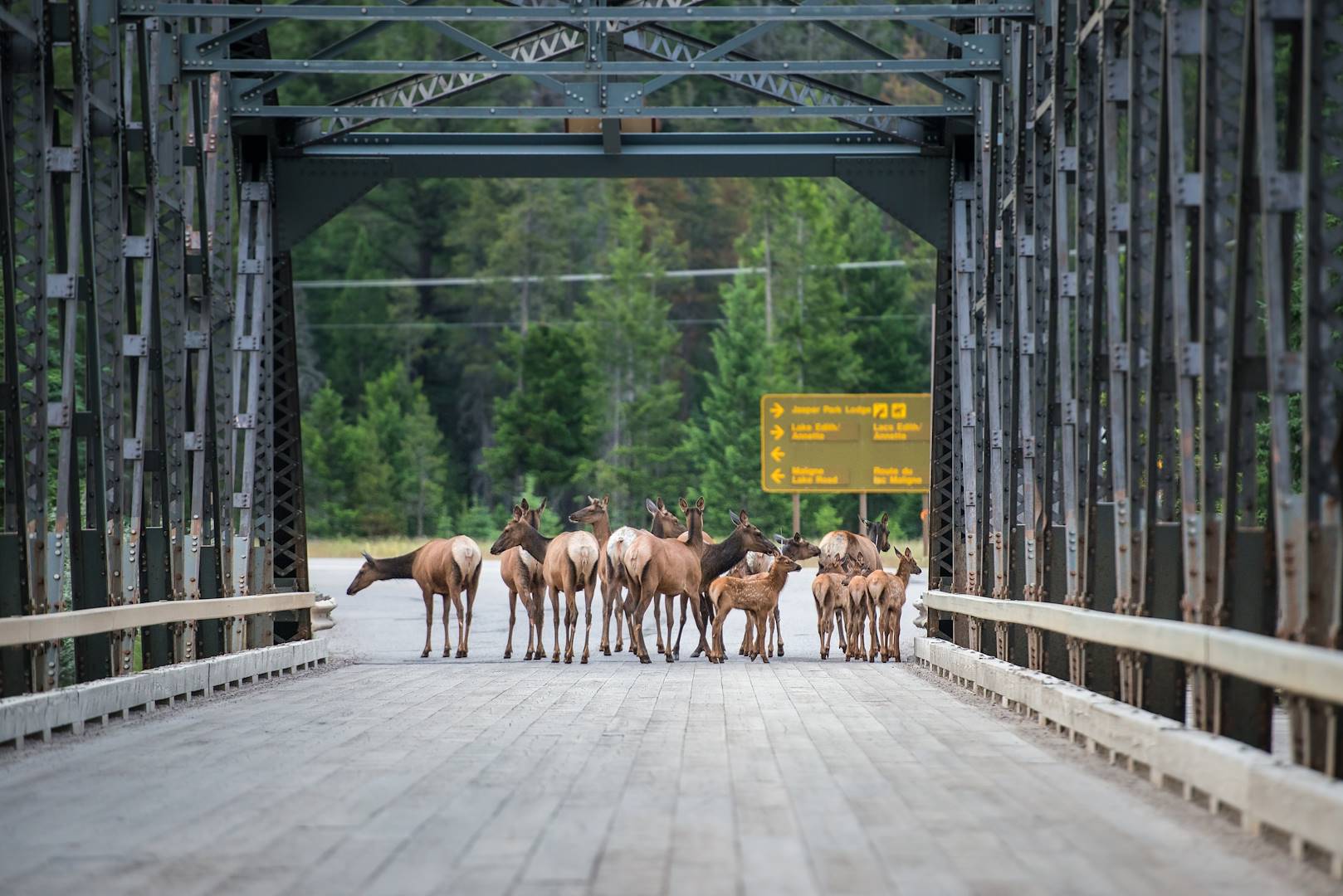 Wapitis dans le parc de Jasper - Alberta - Canada